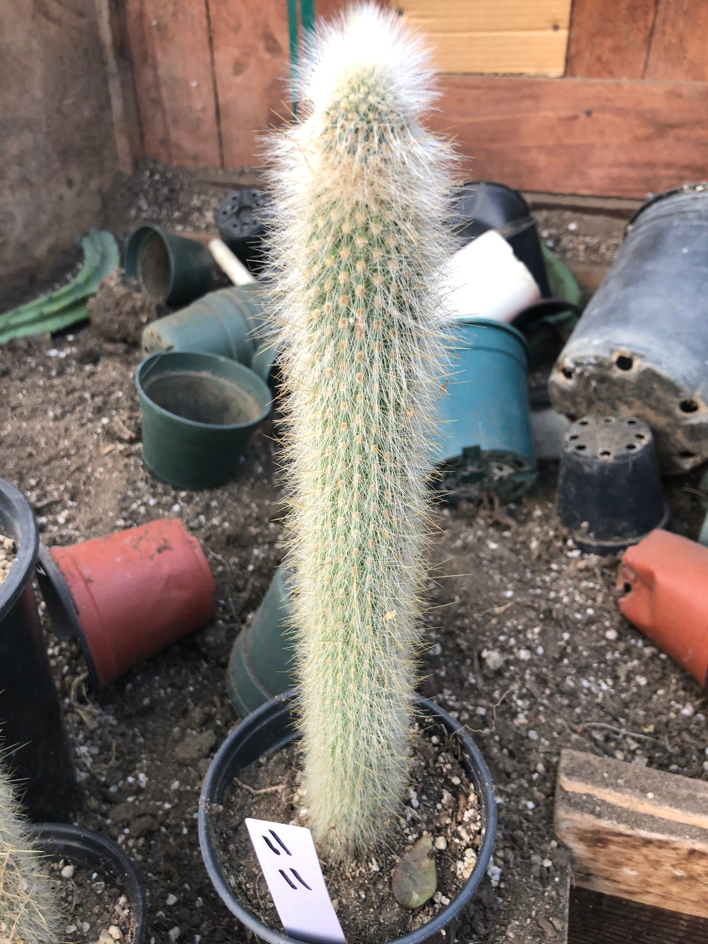 Cleistocactus Strausii Silver Torch Cactus 11”Tall #11W