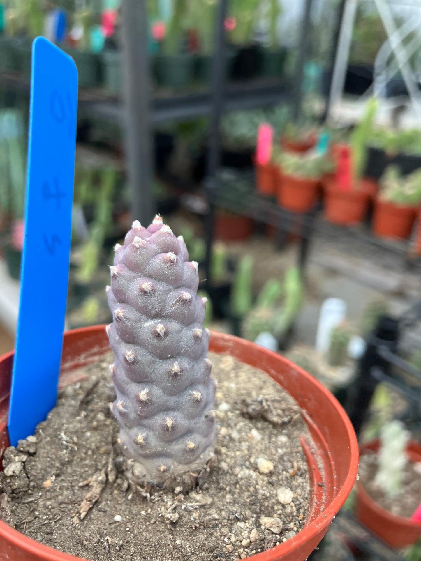 Pine Cone Cactus Tephrocactus~ articulatus var. diadematus Pinecone 2"Tall #10B