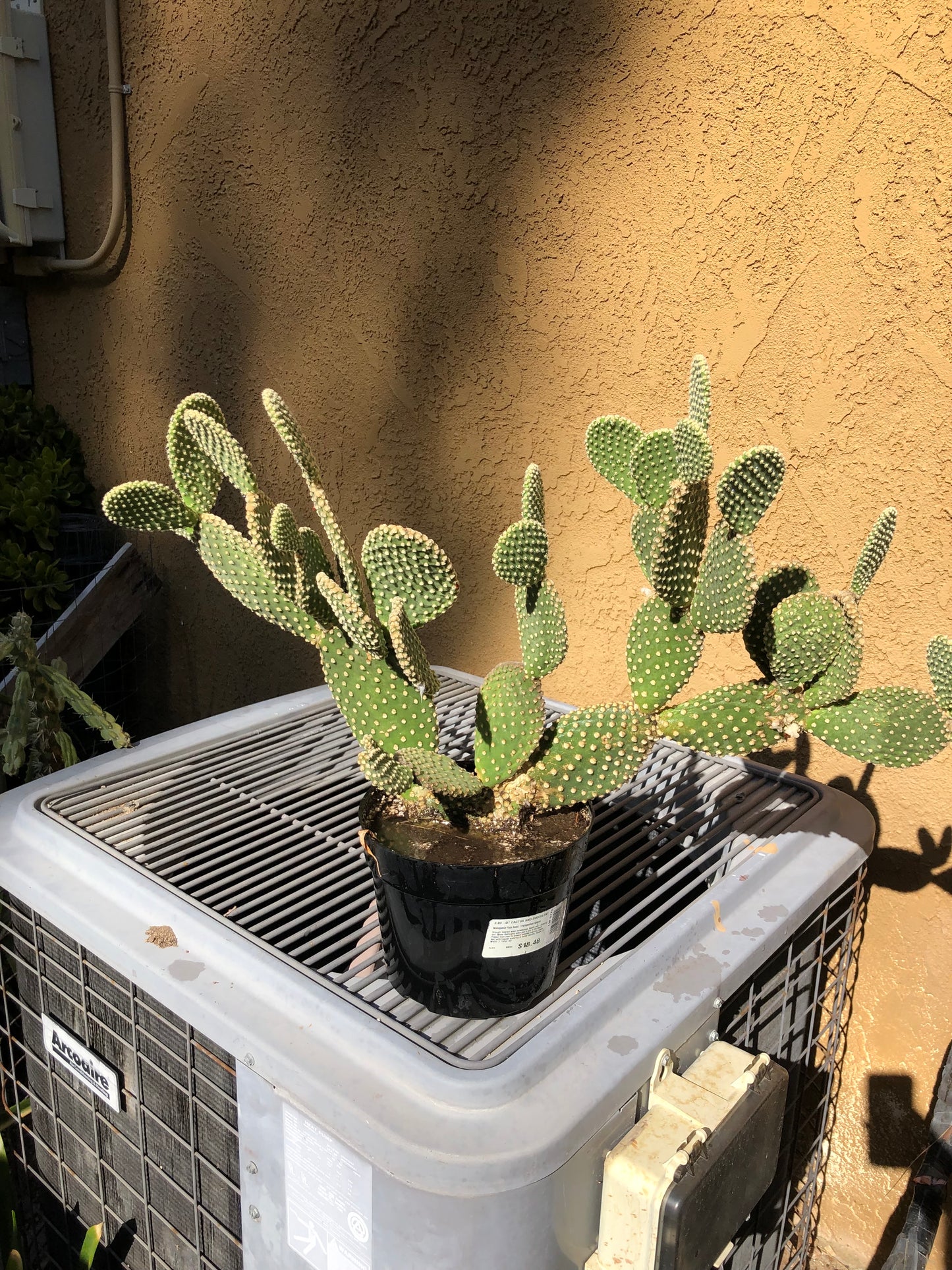 Opuntia microdasys Off White Bunny 10"Tall 28" Wide #287W