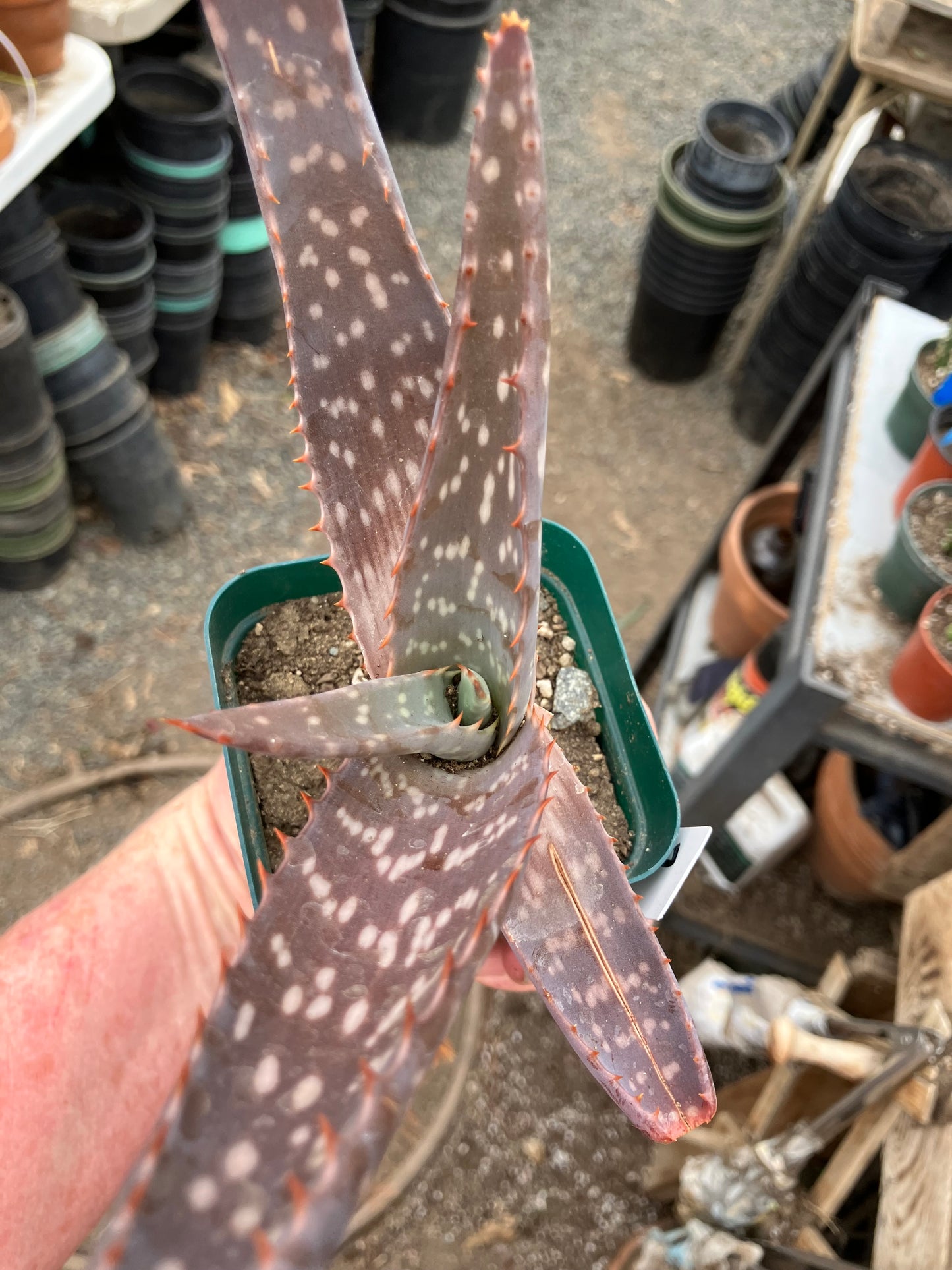Aloe maculata Soap Aloe 7"Wide Succulent Cactus #7w