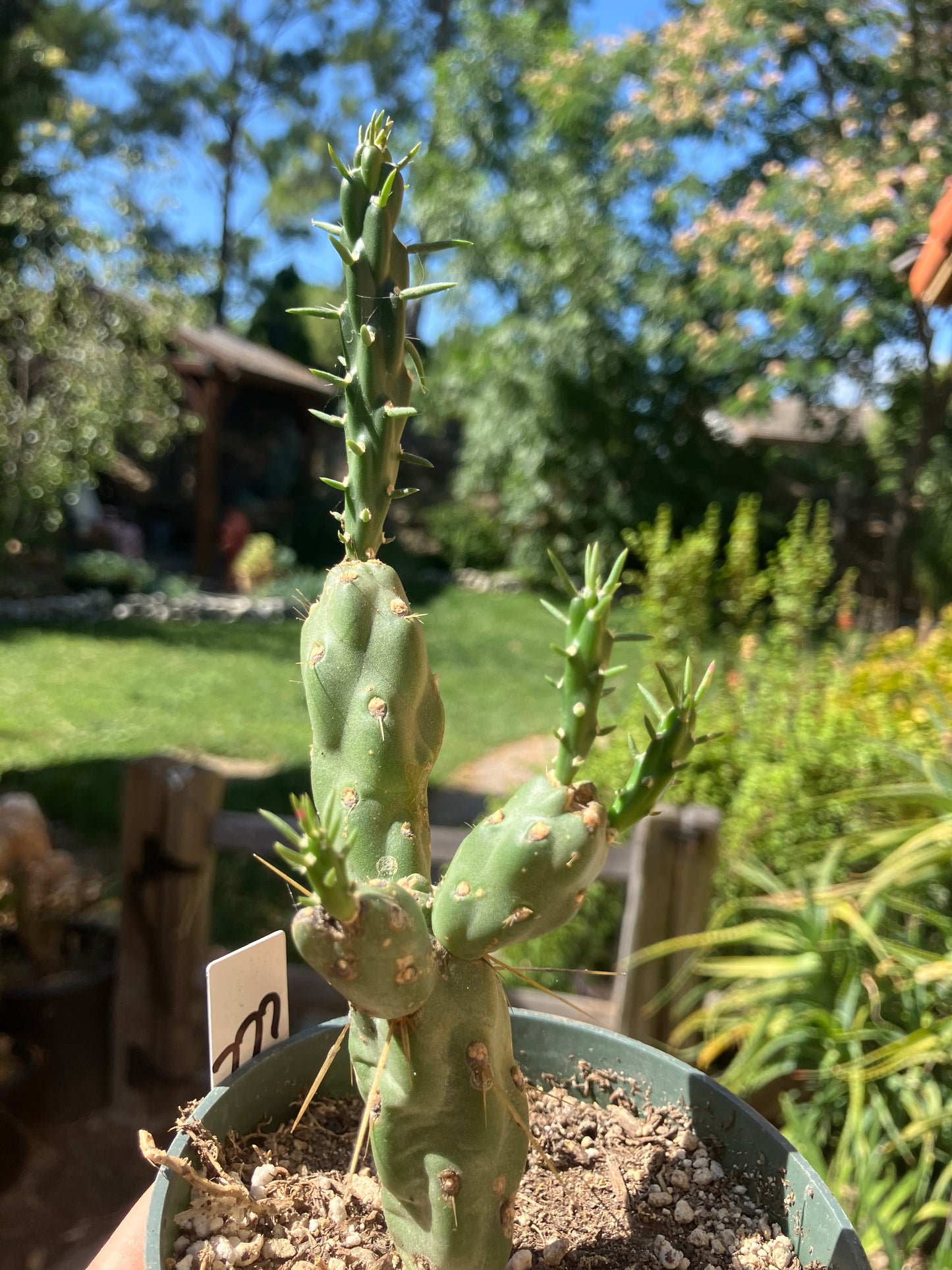 Cholla Cylindropuntia Buckhorn Cactus 7”Tall #777W