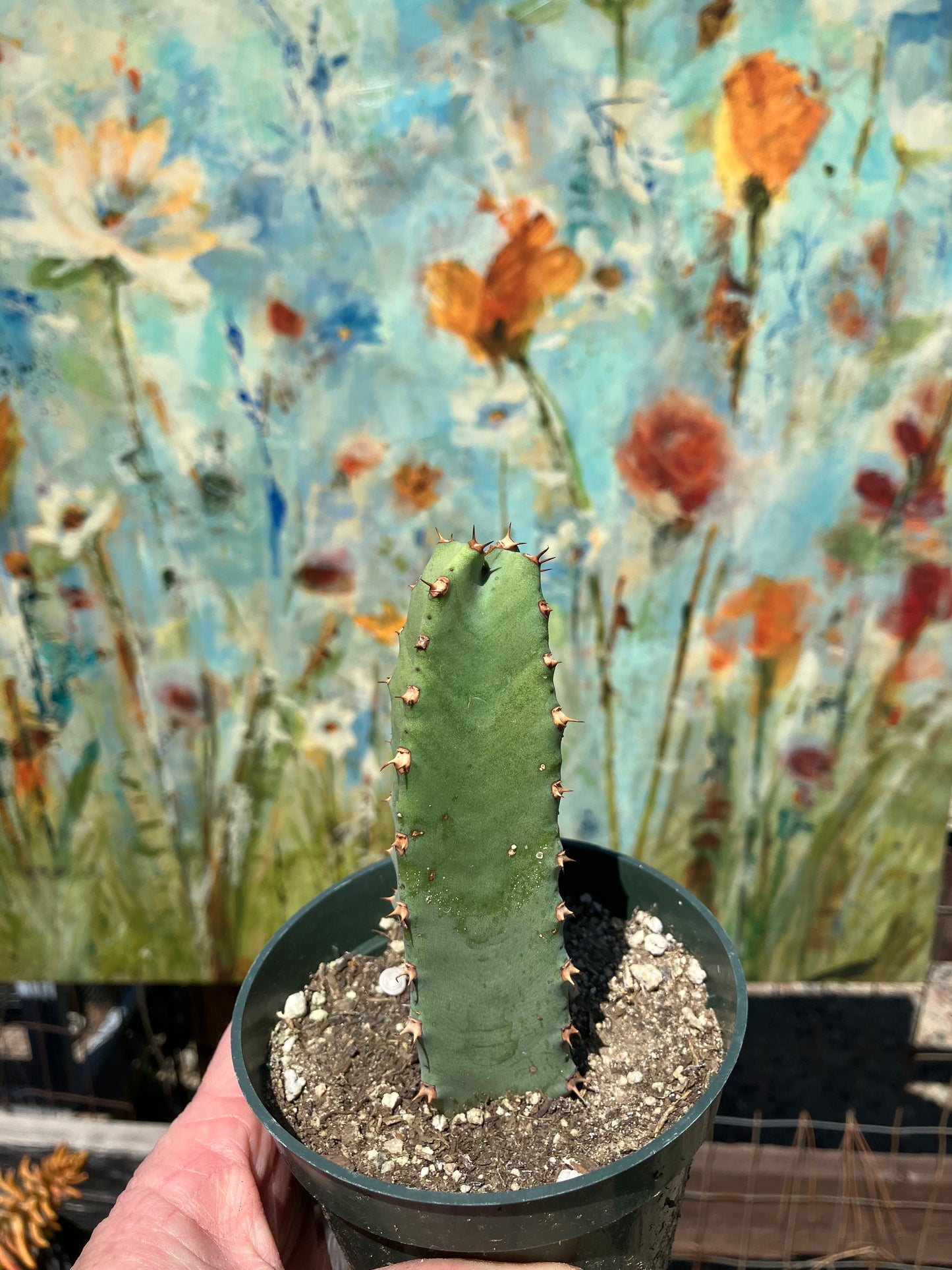 Euphorbia resinifera Moroccan Mound 5"Tall #51W