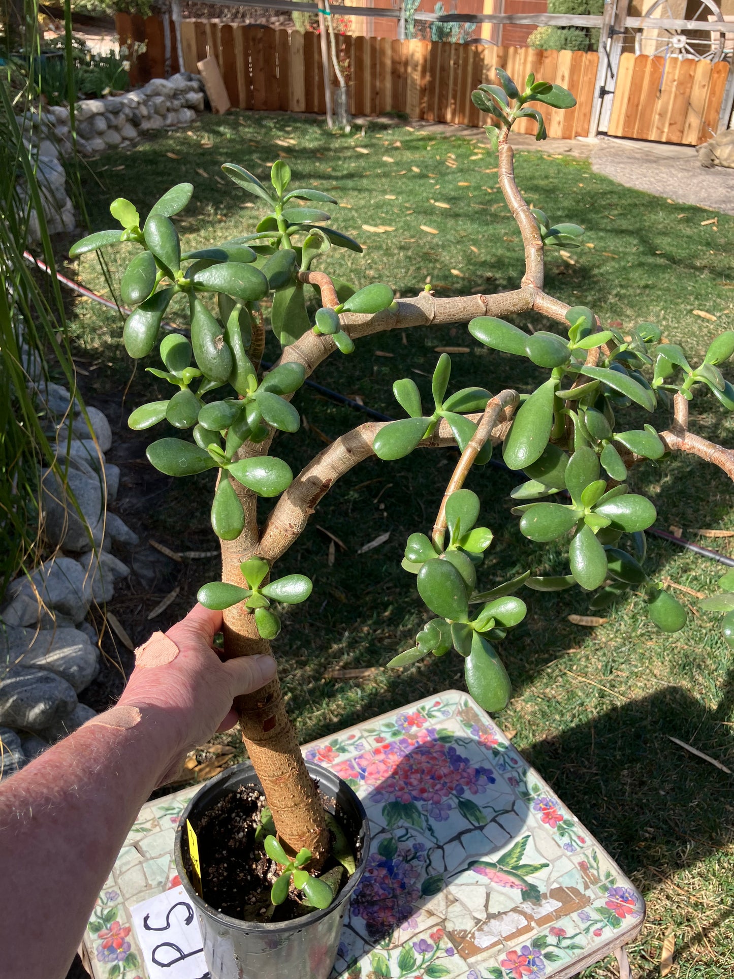Crassula Ovata Money Jade 23”T 18W #3Y
