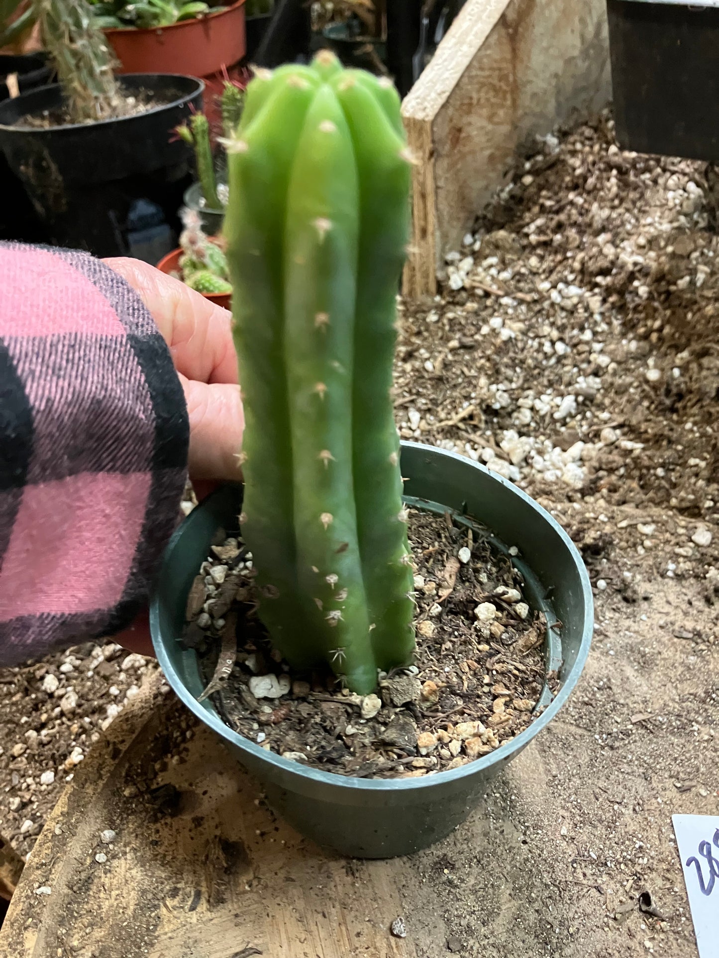 San Pedro Cactus - Trichocereus pachanoi 5"Tall #288W
