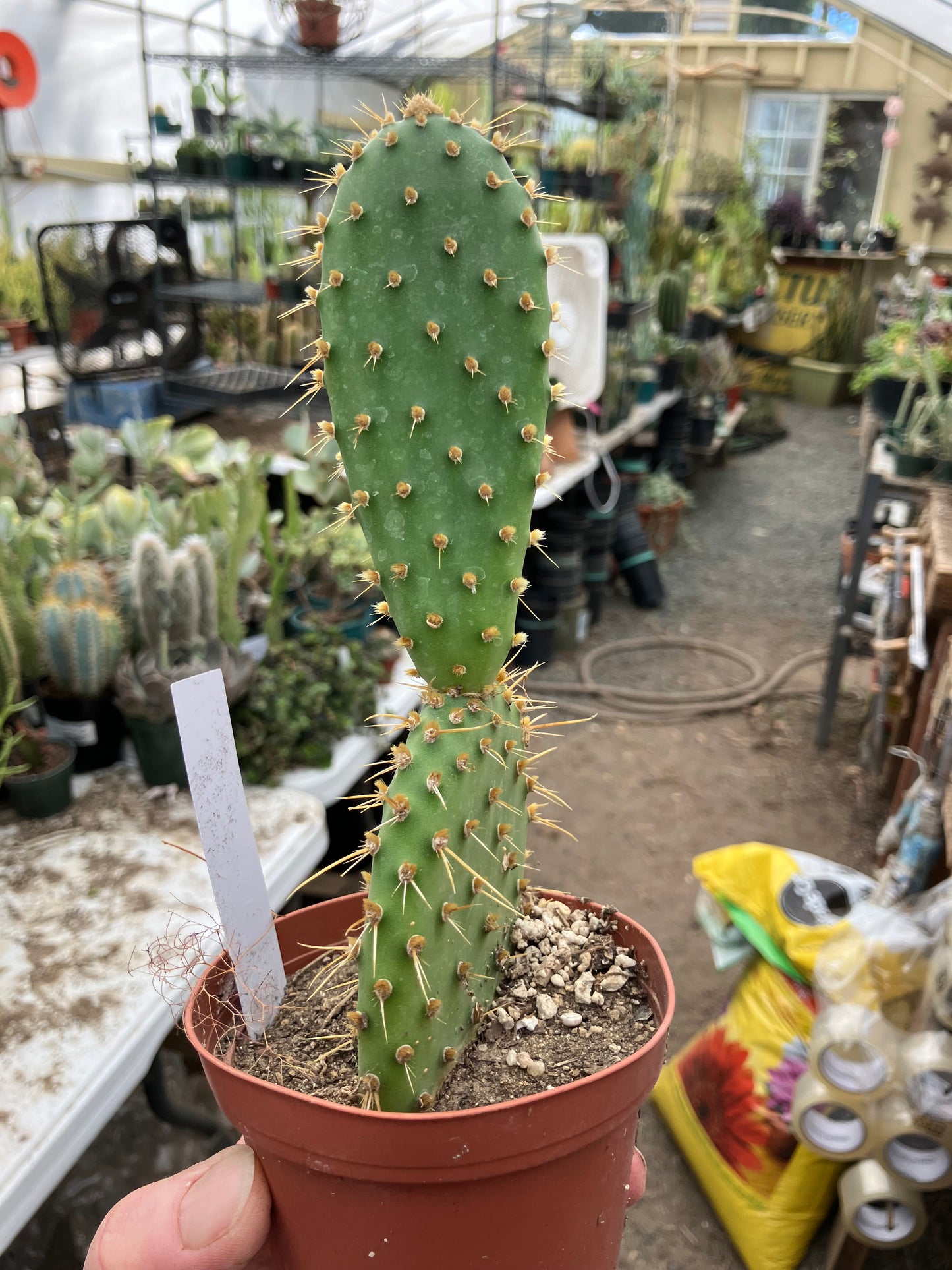Opuntia engelmannii "Texas Prickly Pear" 6"Tall #622W