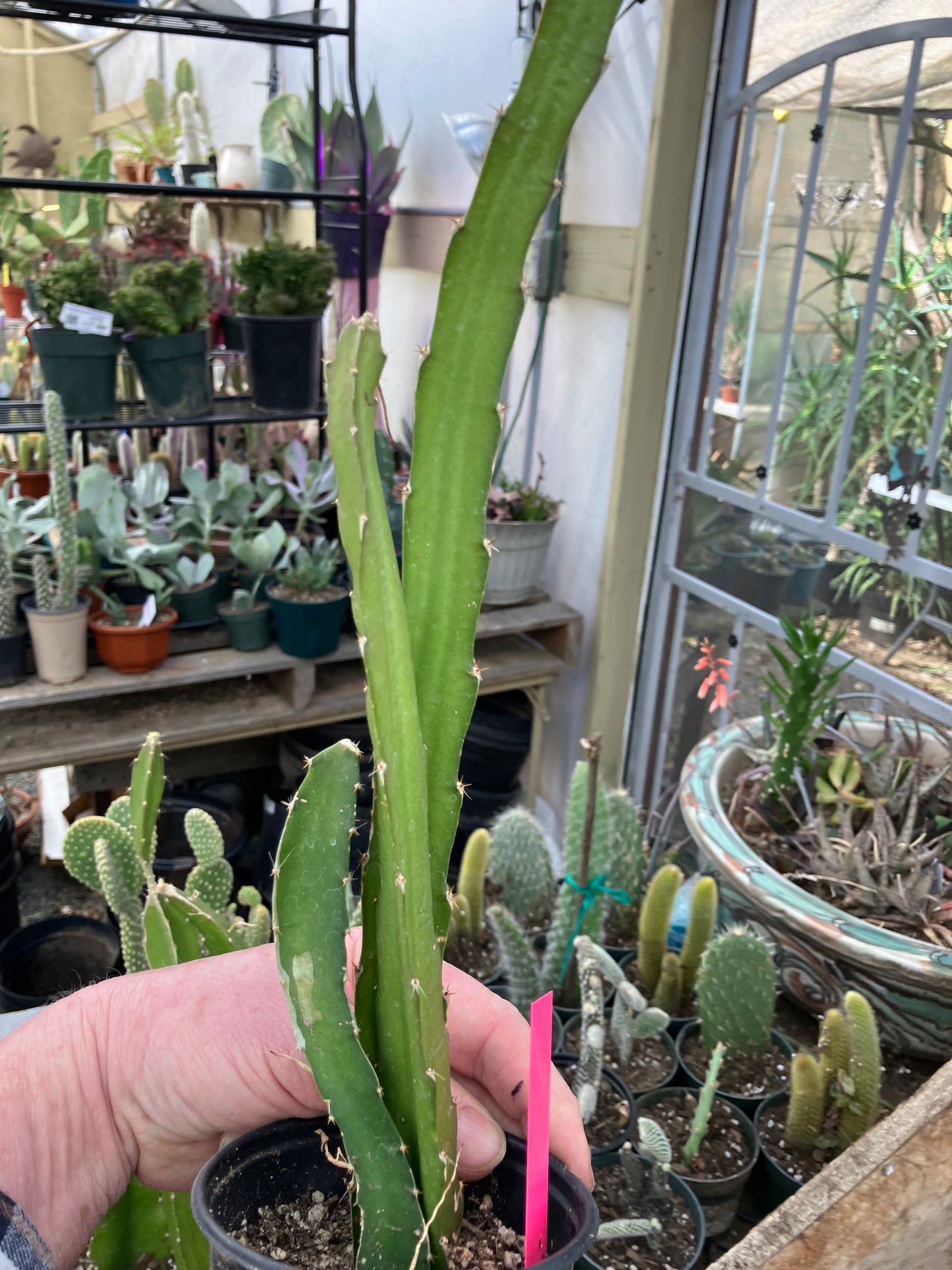 Dragon Fruit Plant Rooted Pitaya or Pitahaya 15" Tall #151P