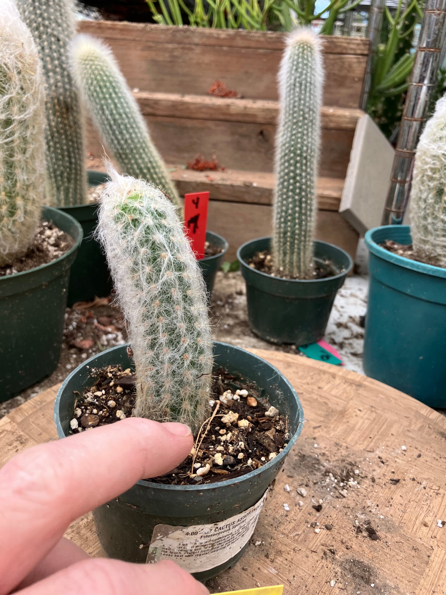 Oreocereus doelzianus Old Woman, Old Man Cactus 4"Tall #40Y