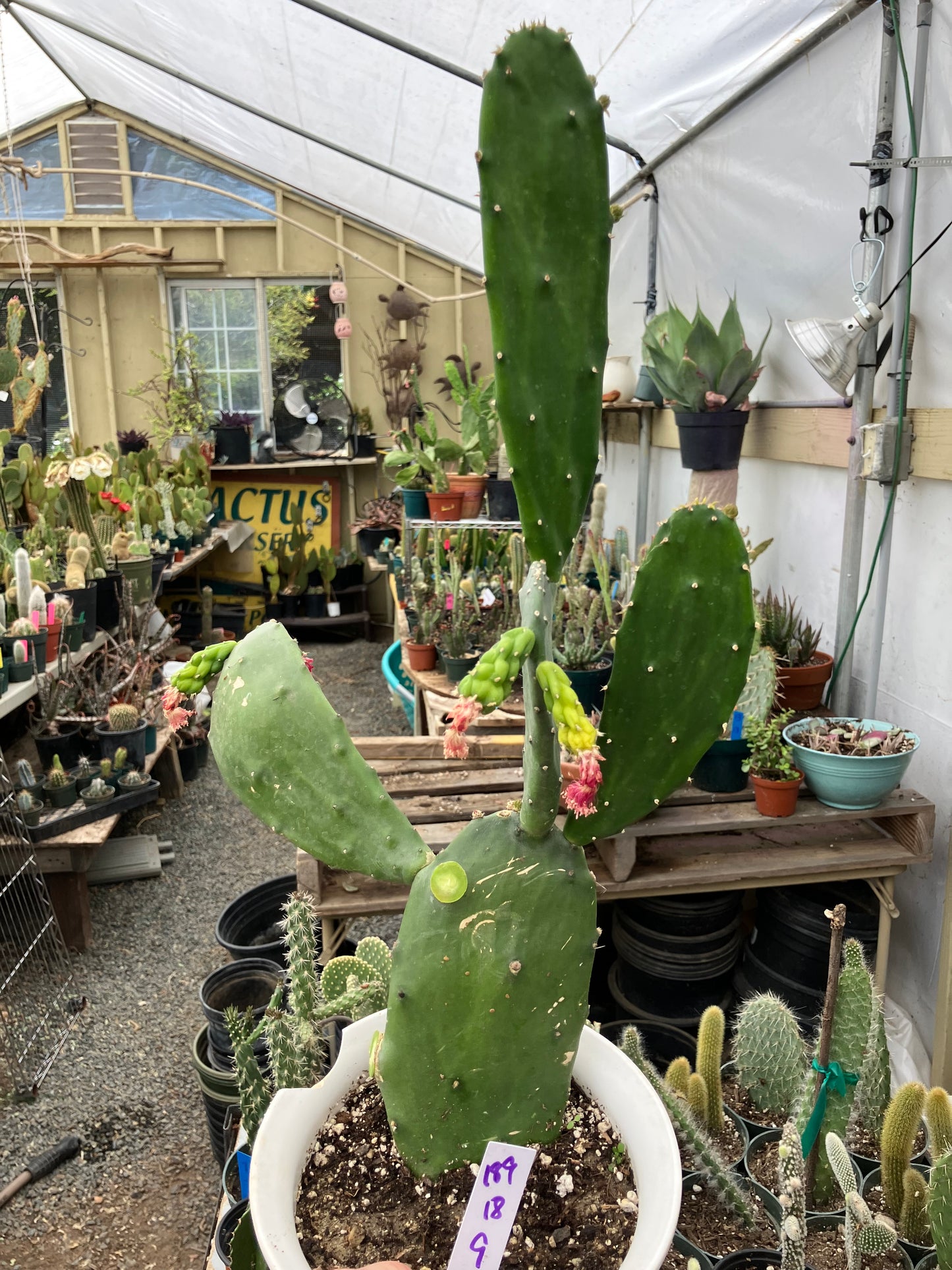 Opuntia Emerald wave Cactus 18”Tall #189W