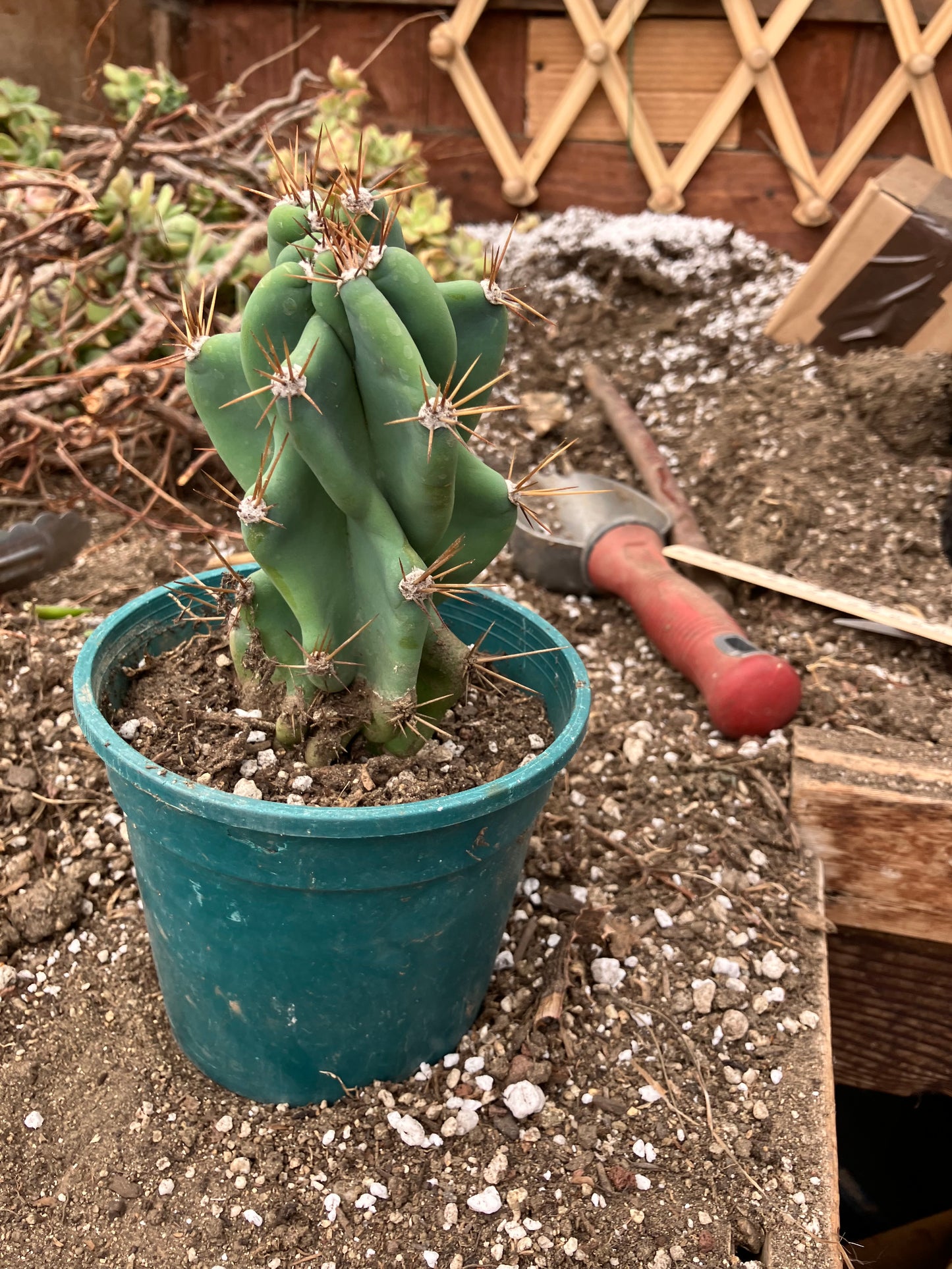 Cereus Peruvianus Monstrose Night Blooming 6"Tall #1W