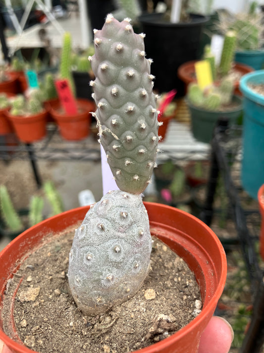 Pine Cone Cactus Tephrocactus~ articulatus  var. diadematus Pinecone 3.5”Tall #95Pu