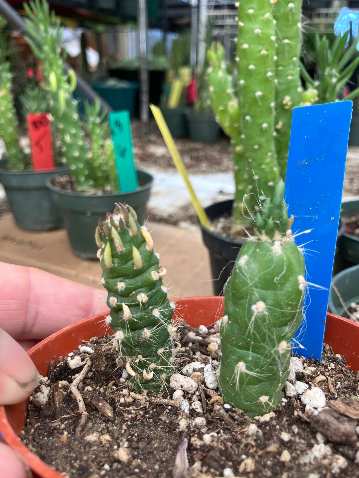 Austrocylindropuntia Cactus Gumbi Mini Eve's Needle 2"Tall #13B