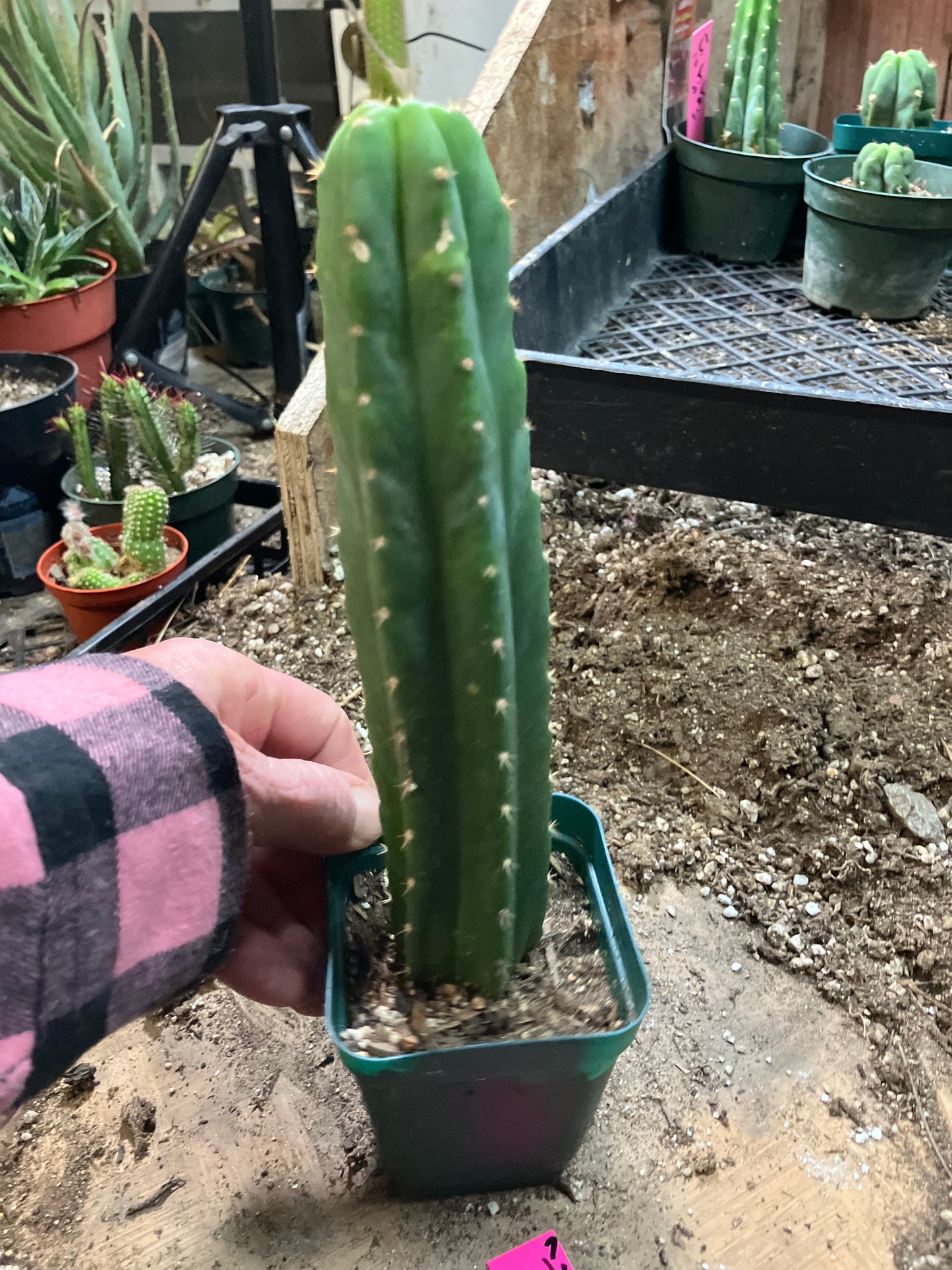 San Pedro Cactus - Trichocereus pachanoi 8.5"Tall #721P