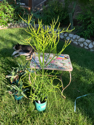 Descriptive image text