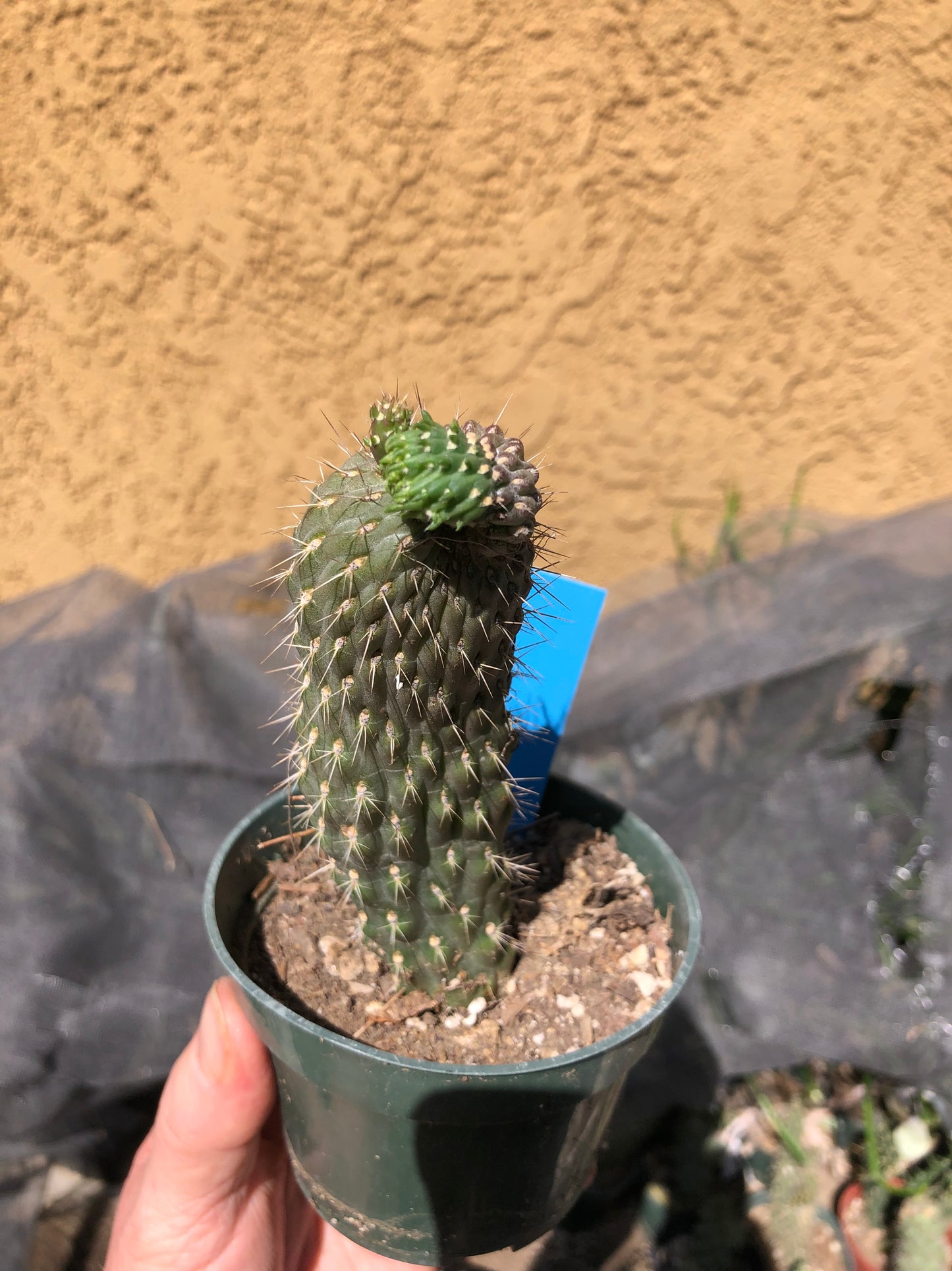 Cylindropuntia fulgida Cholla Boxing Glove Cactus Crest 6"Tall #69B