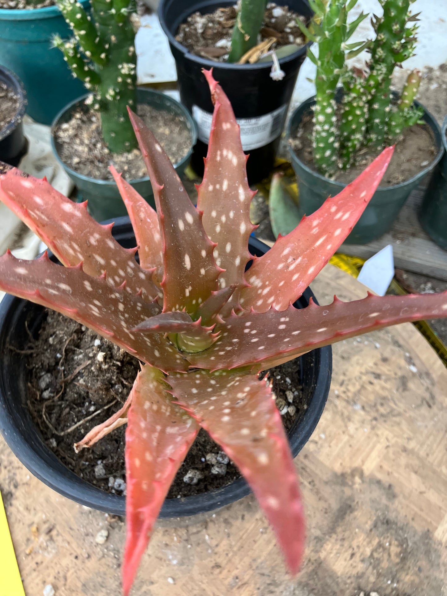 Aloe Hybrid Night Sky Reddens with Extreme temps 6"Wide This Exact Plant #5B