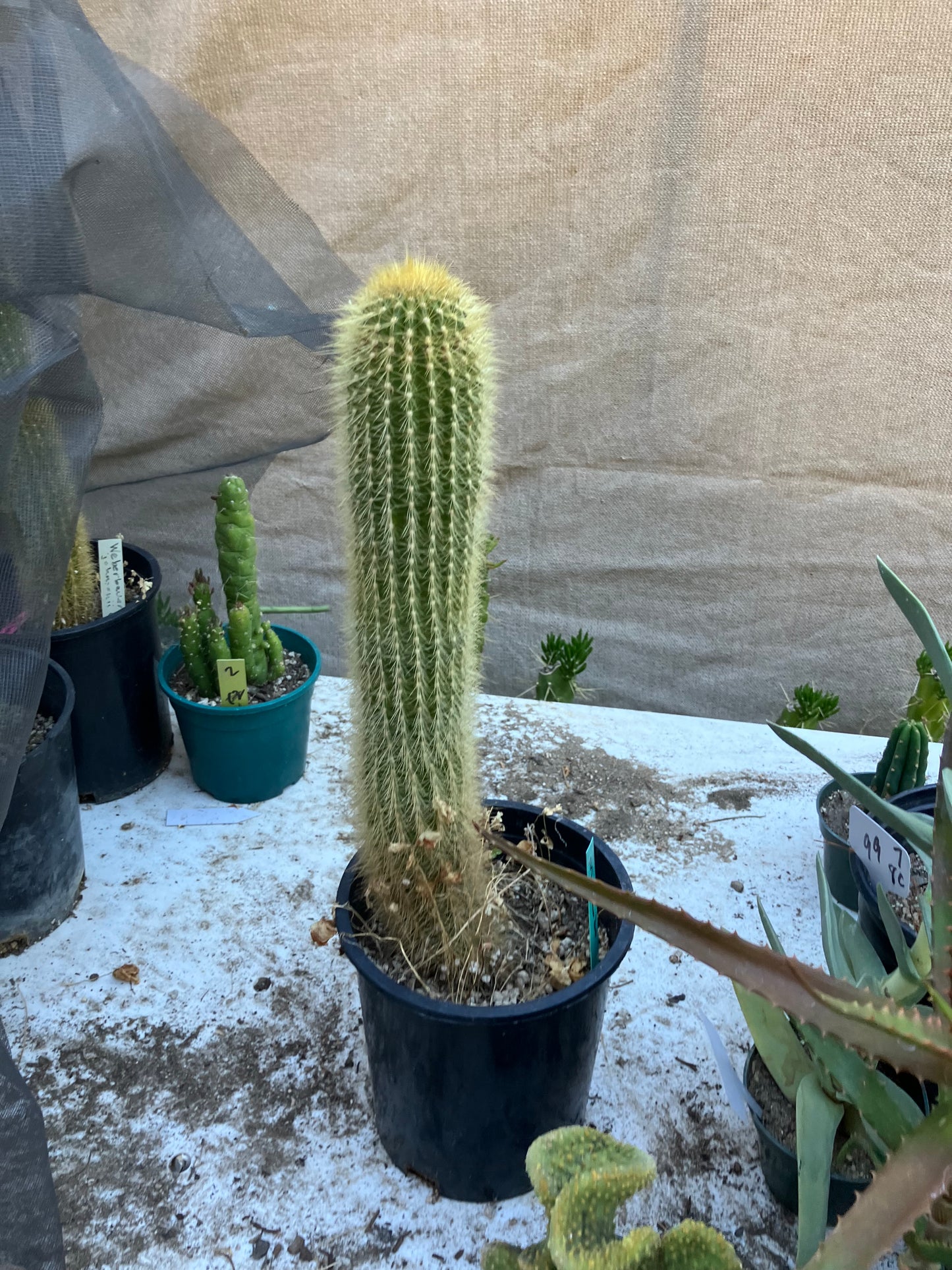 Weberbauerocereus winterianus Golden Fast Growing Columnar 15"Tall 8" circ. #3G