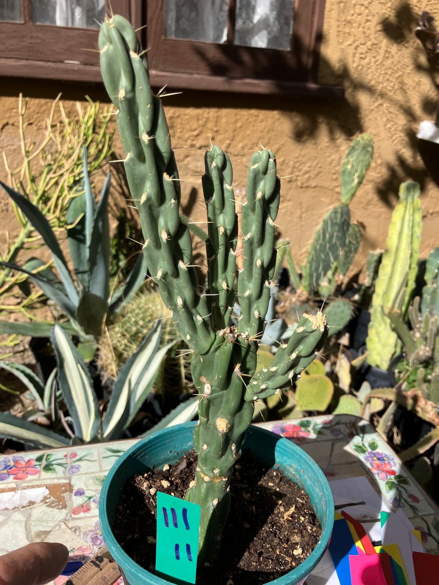 Cholla Cylindropuntia Buckhorn Cactus 11”Tall #111g