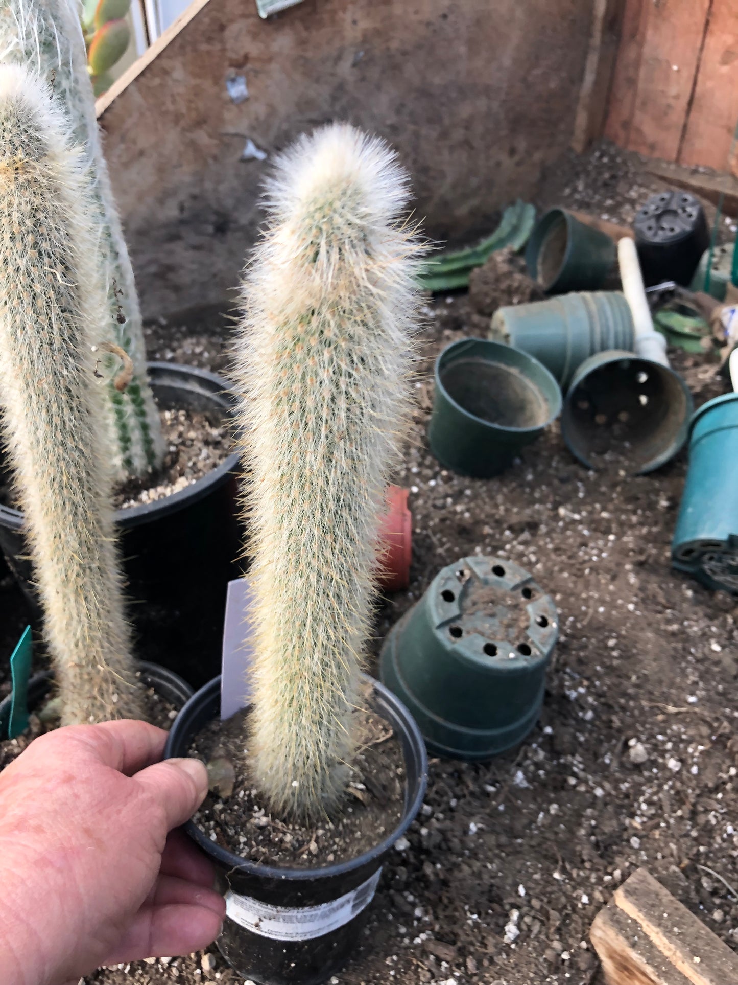 Cleistocactus Strausii Silver Torch Cactus 11”Tall #11W