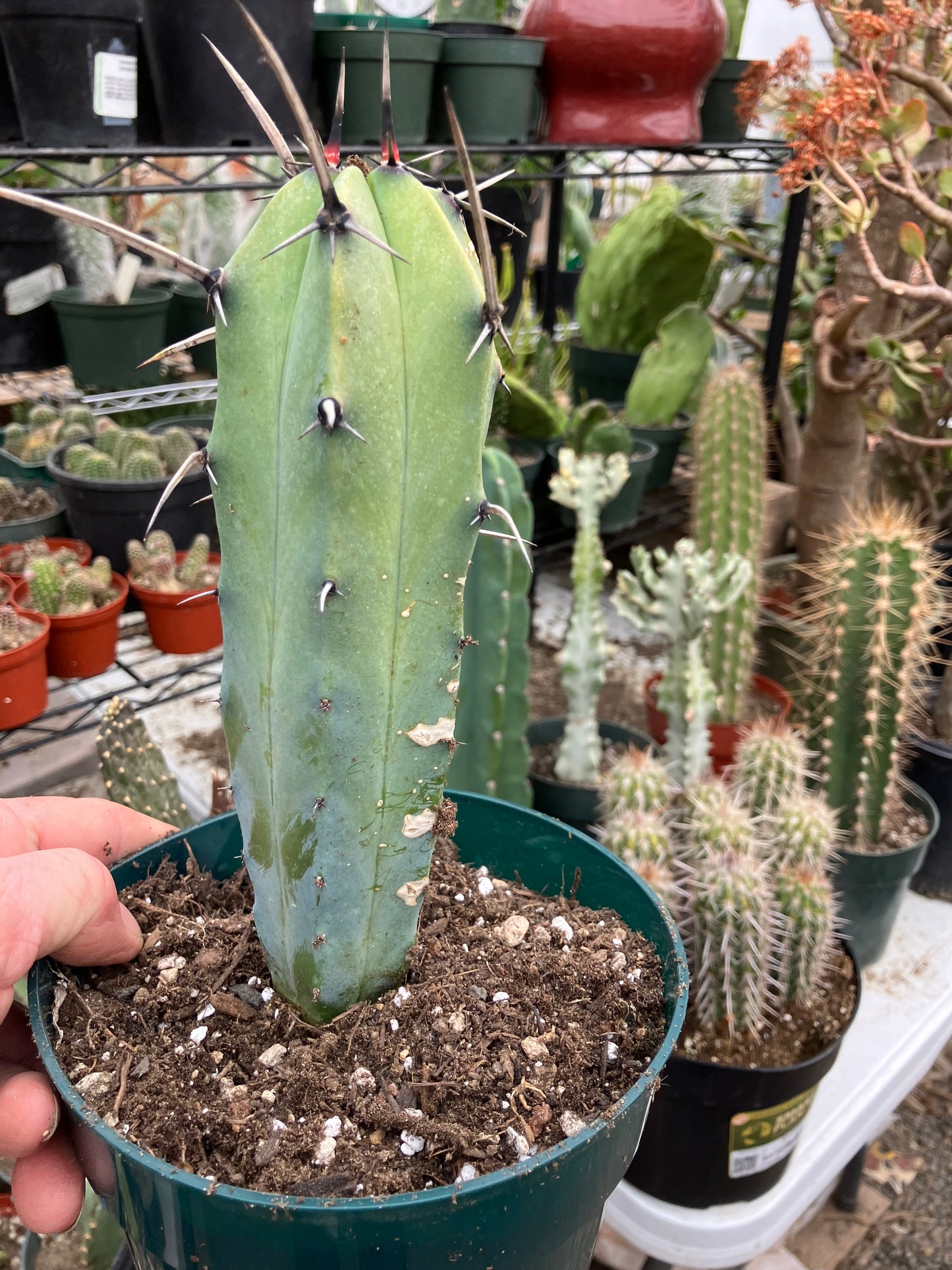 Myrtillocactus cochal Candelabra Cactus 8"Tall 2.5" Wide #5W