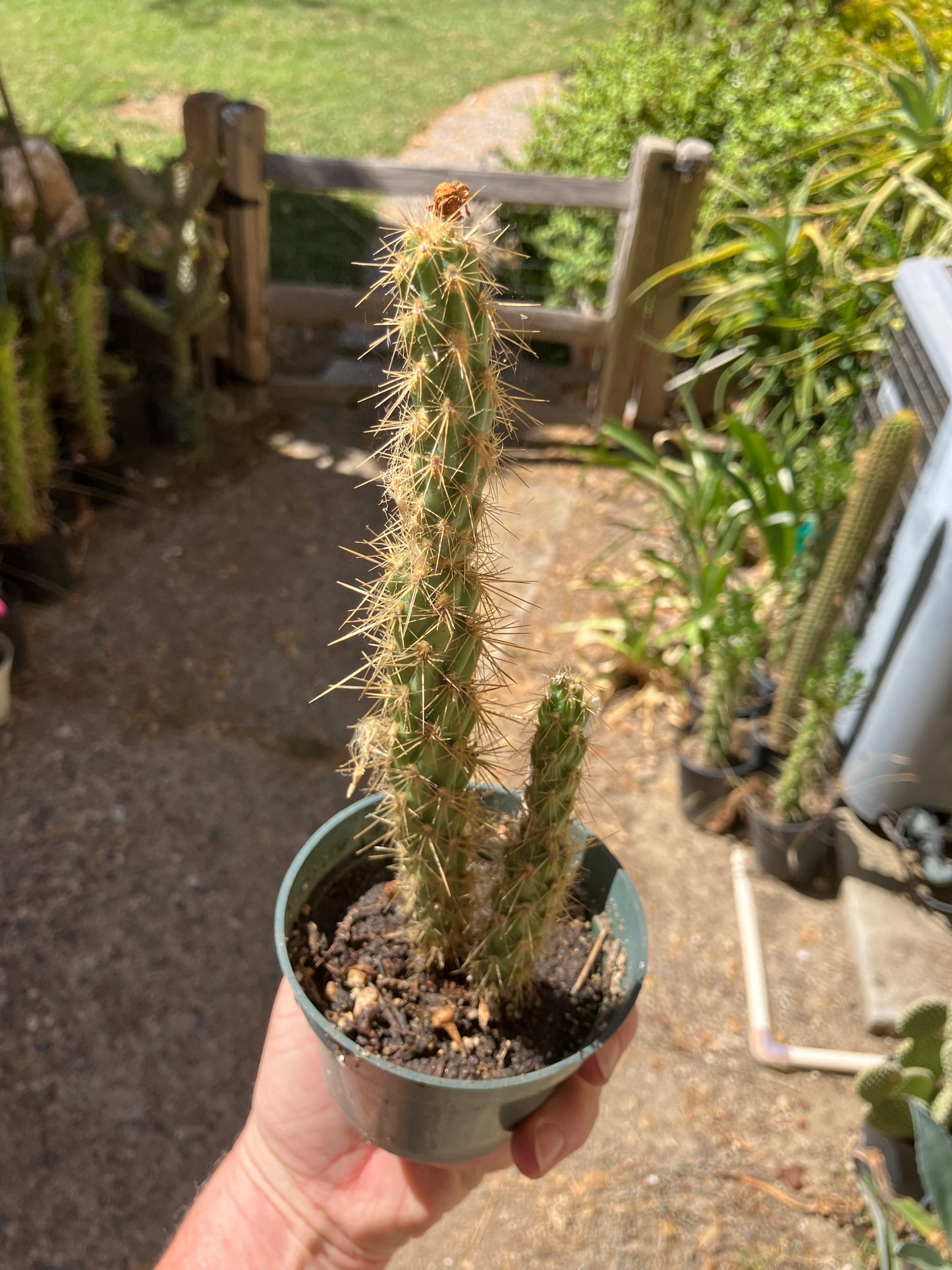 Cholla Cylindropuntia Buckhorn Cactus 10”Tall #1W