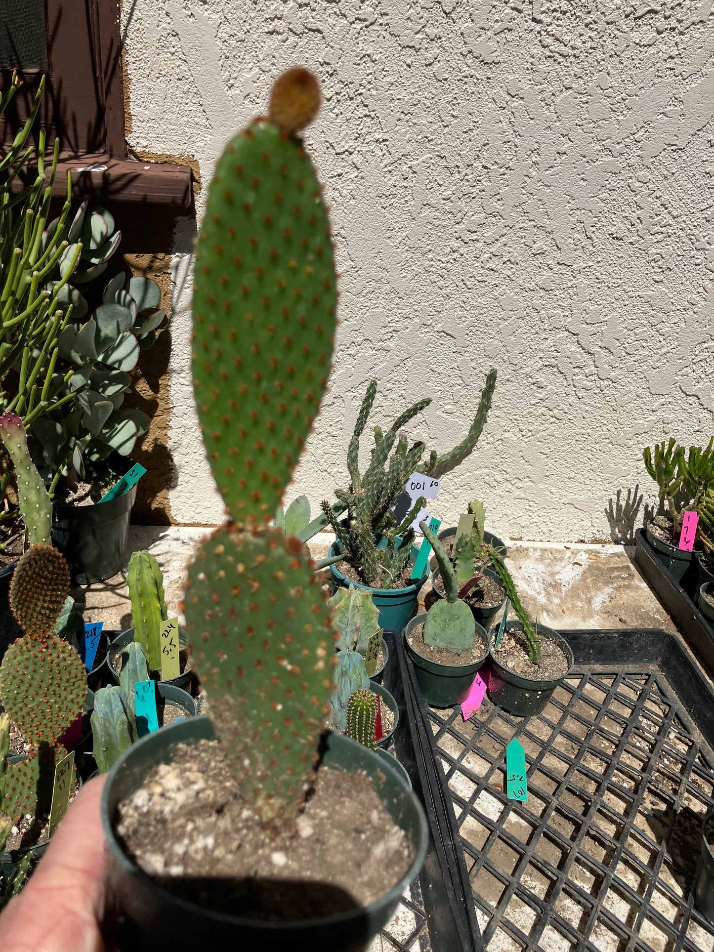 Opuntia microdasys Cinnamon Bunny Ears 8.5"Tall #216B