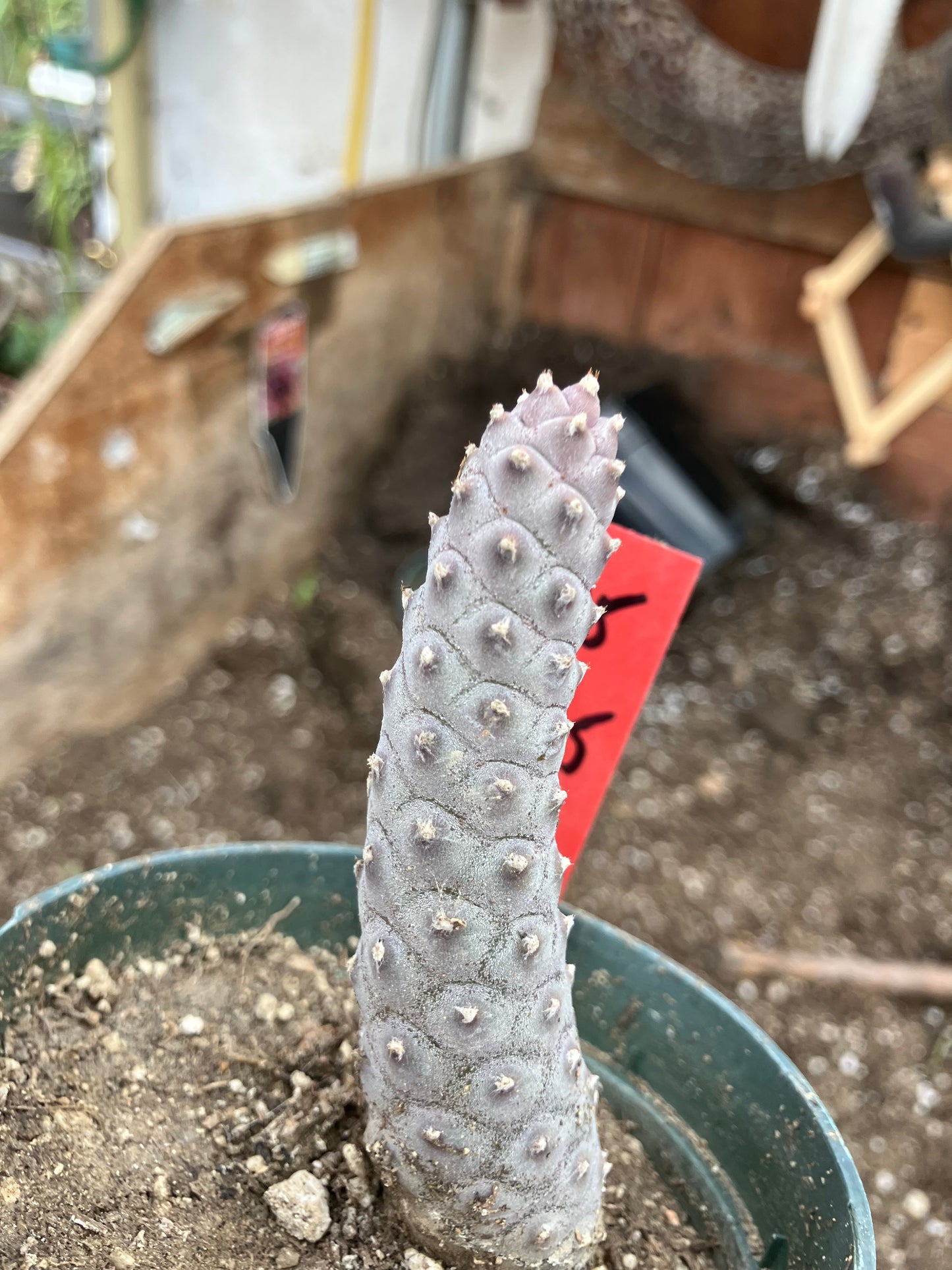 Pine Cone Cactus Tephrocactus~ articulatus var. diadematus Pinecone 3.5"Tall #35R