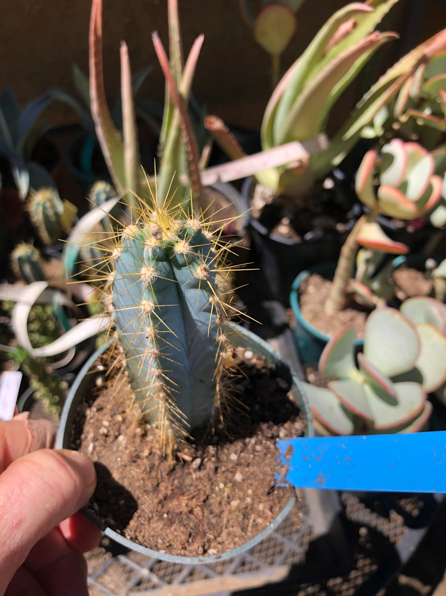Pilosocereus Blue Azureus Cactus 4"Tall #B