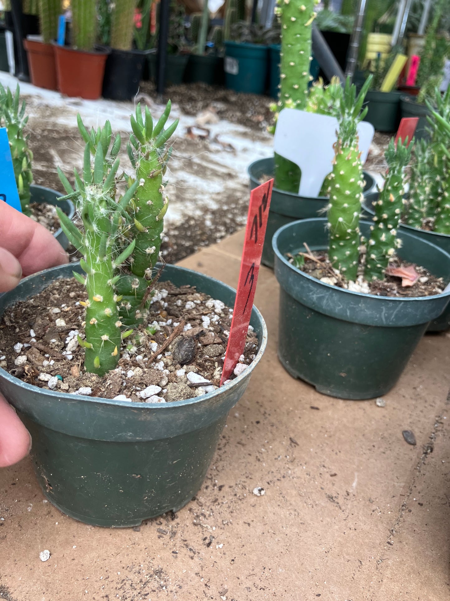 Austrocylindropuntia Cactus Gumbi Mini Eve's Needle 3"Tall #712R