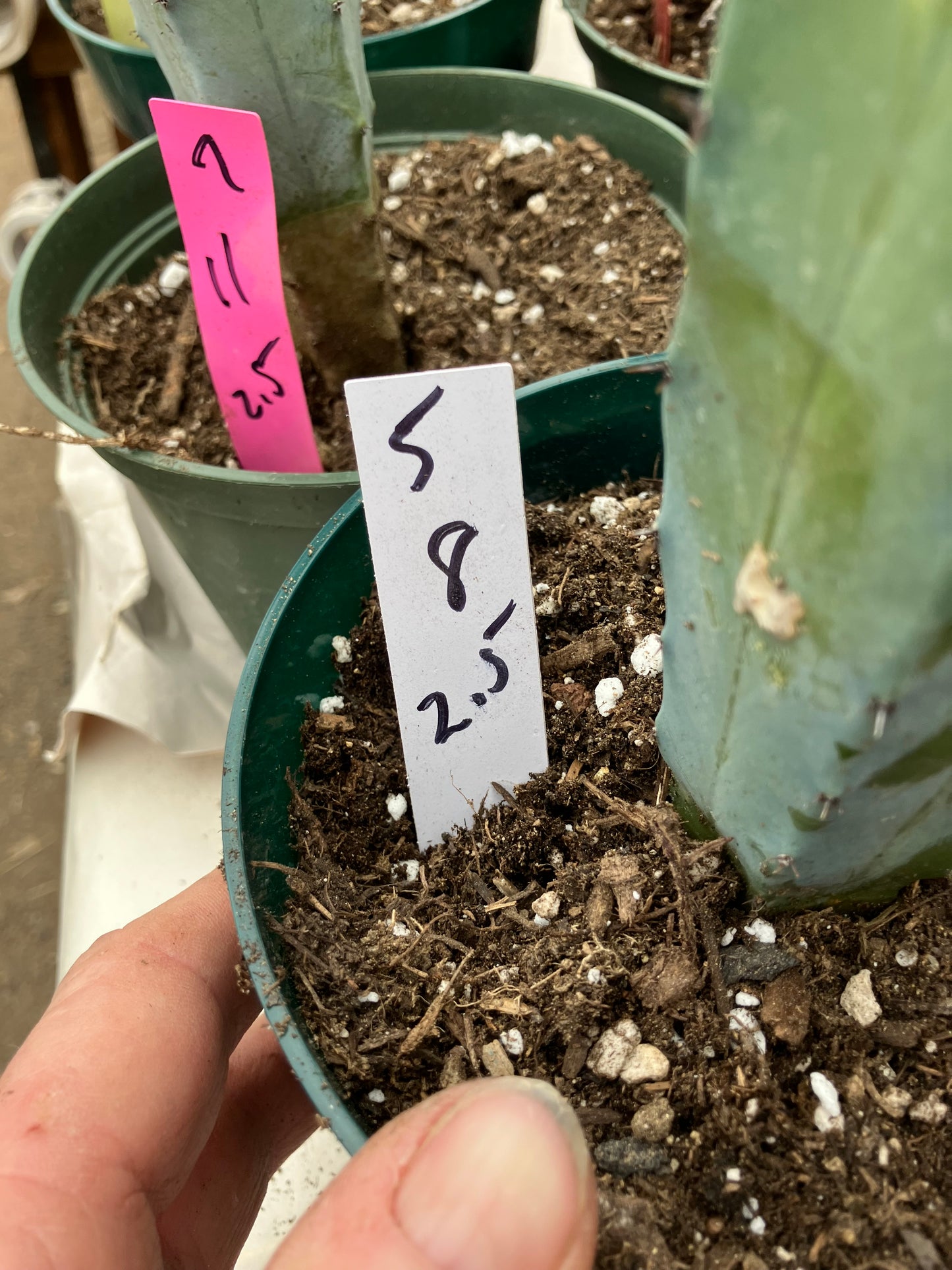 Myrtillocactus cochal Candelabra Cactus 8"Tall 2.5" Wide #5W