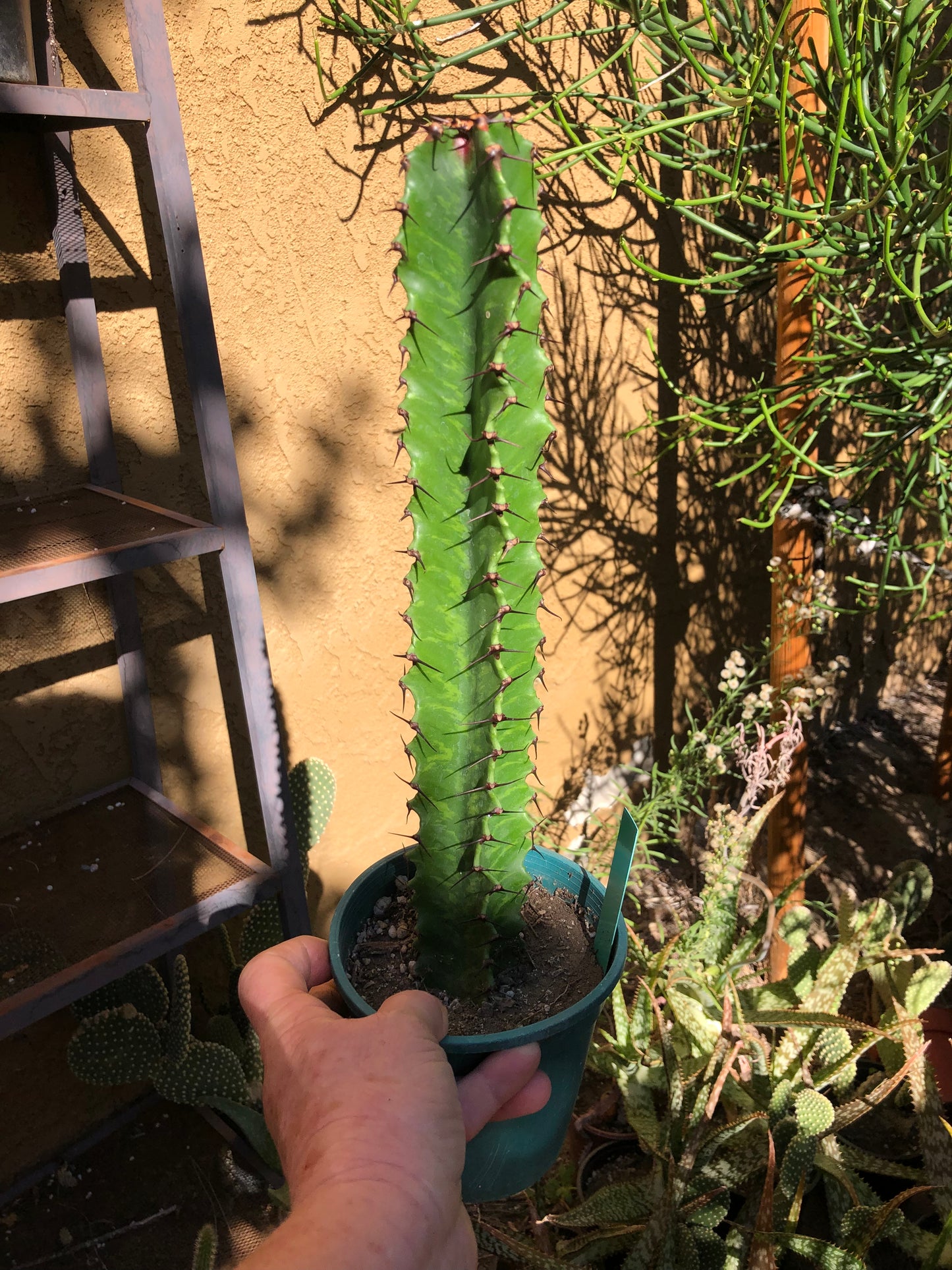 (Euphorbia ingens Candelabra Tree 14”Tall #140G