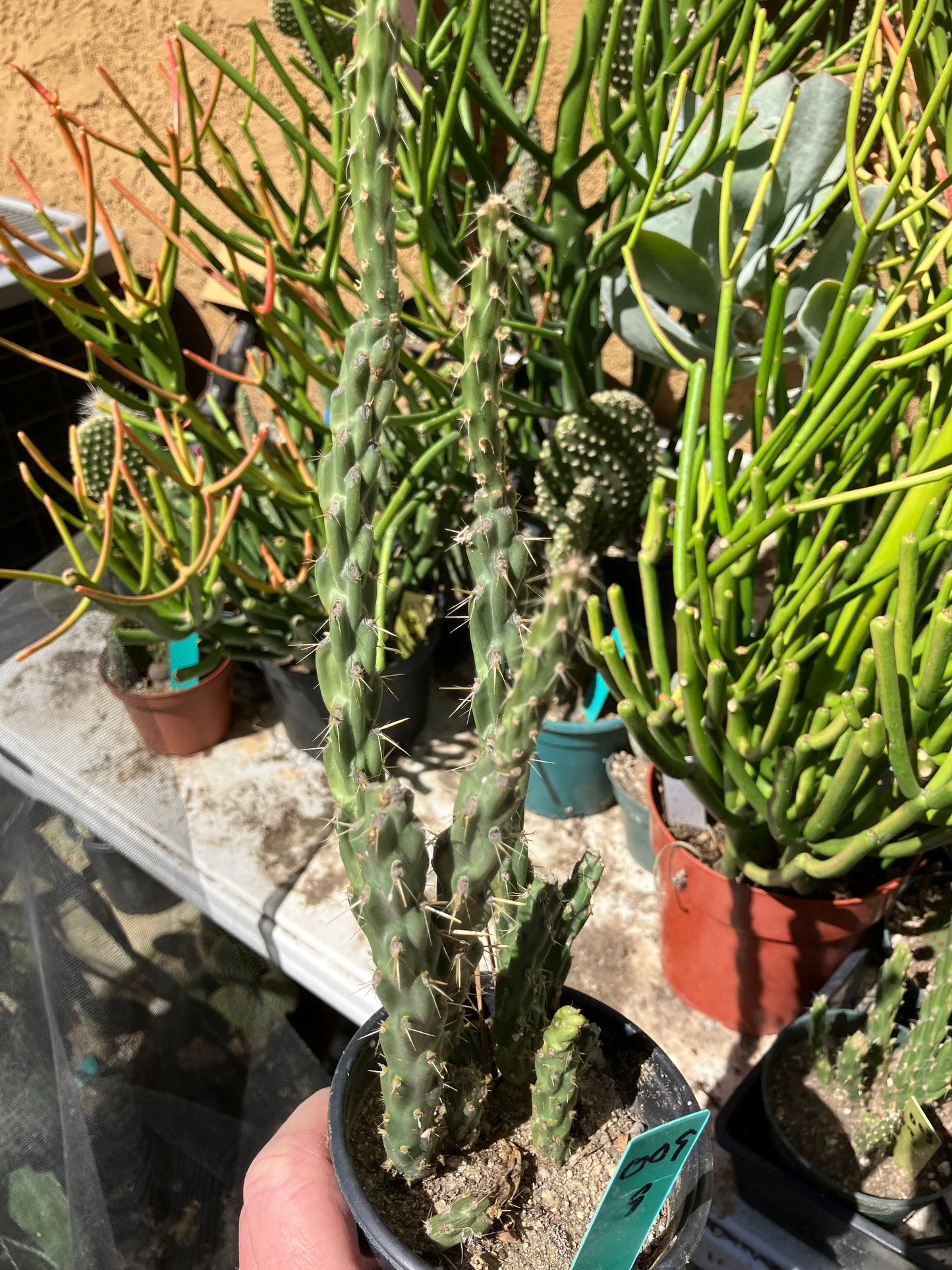 Cholla Cylindropuntia Buckhorn Cactus 9”Tall #009G