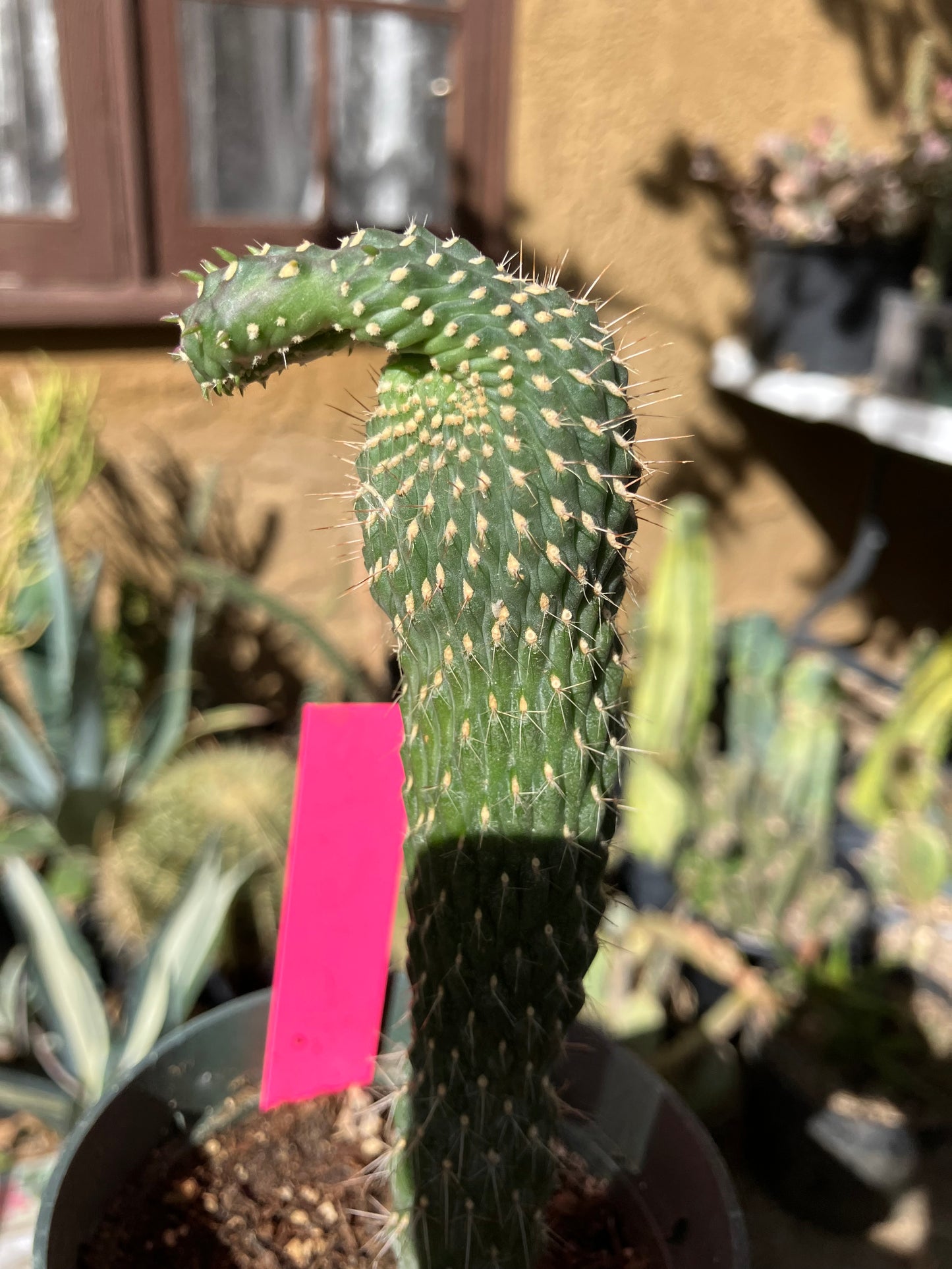 Cylindropuntia fulgida Cholla Boxing Glove Cactus Crest 6"Tall #60P