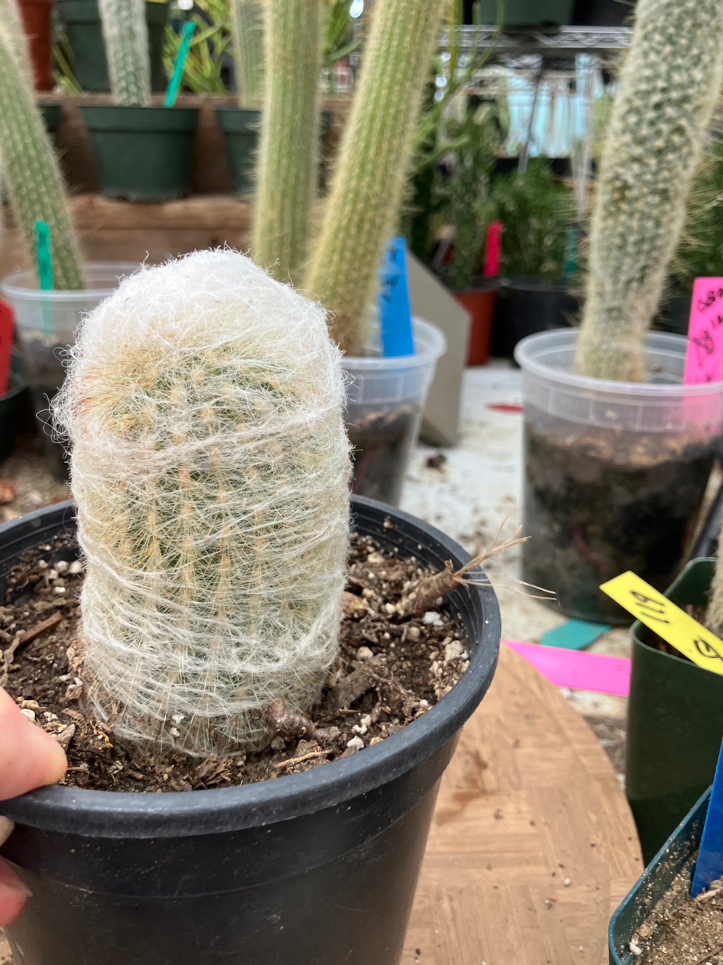 Espostoa lanata Old Man of the Mountain 3.5"Tall 6"Circumference #125W