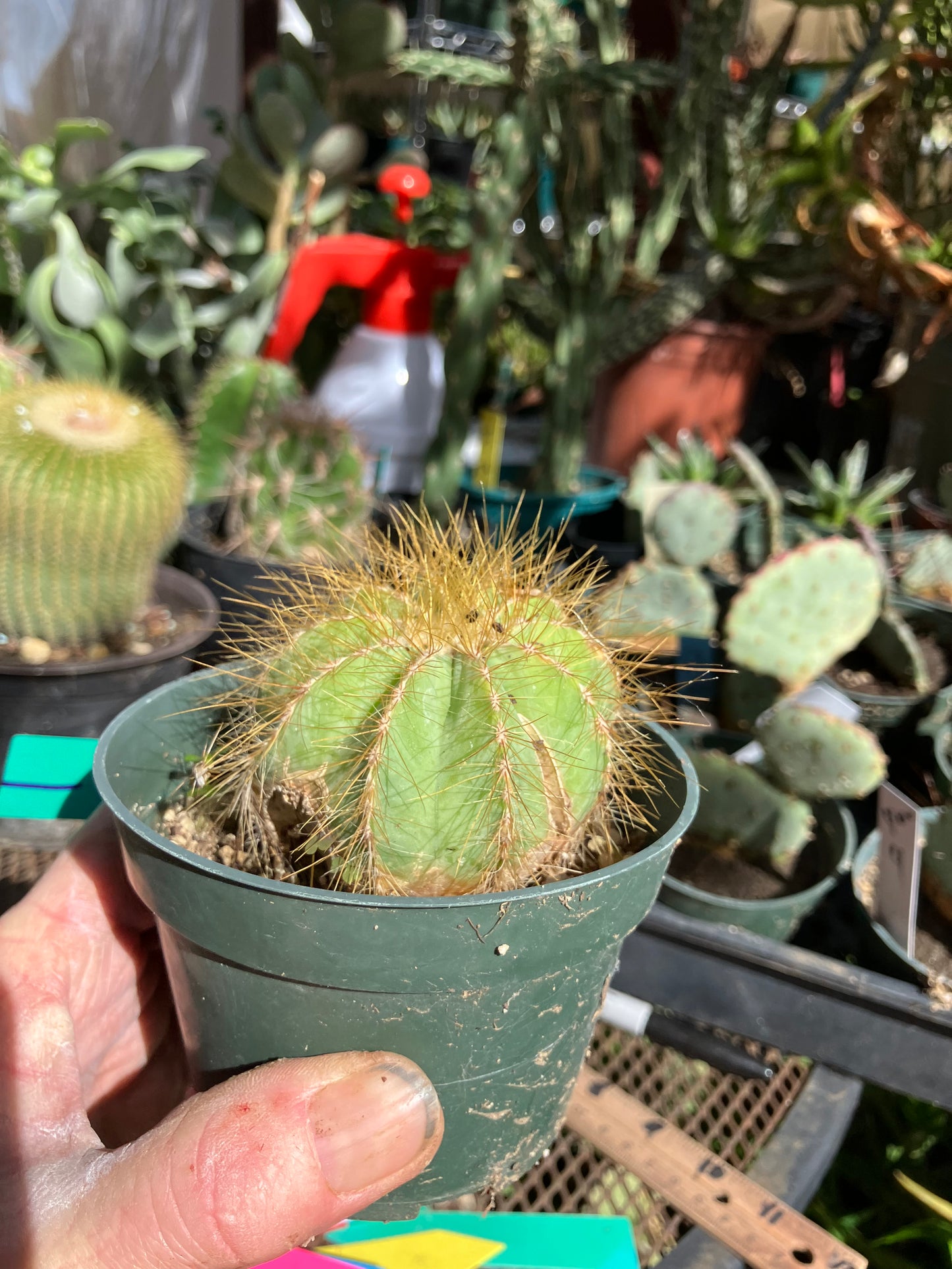 Notocactus Magnificus  Balloon Cactus Fast Grower  2.5" Wide #1G