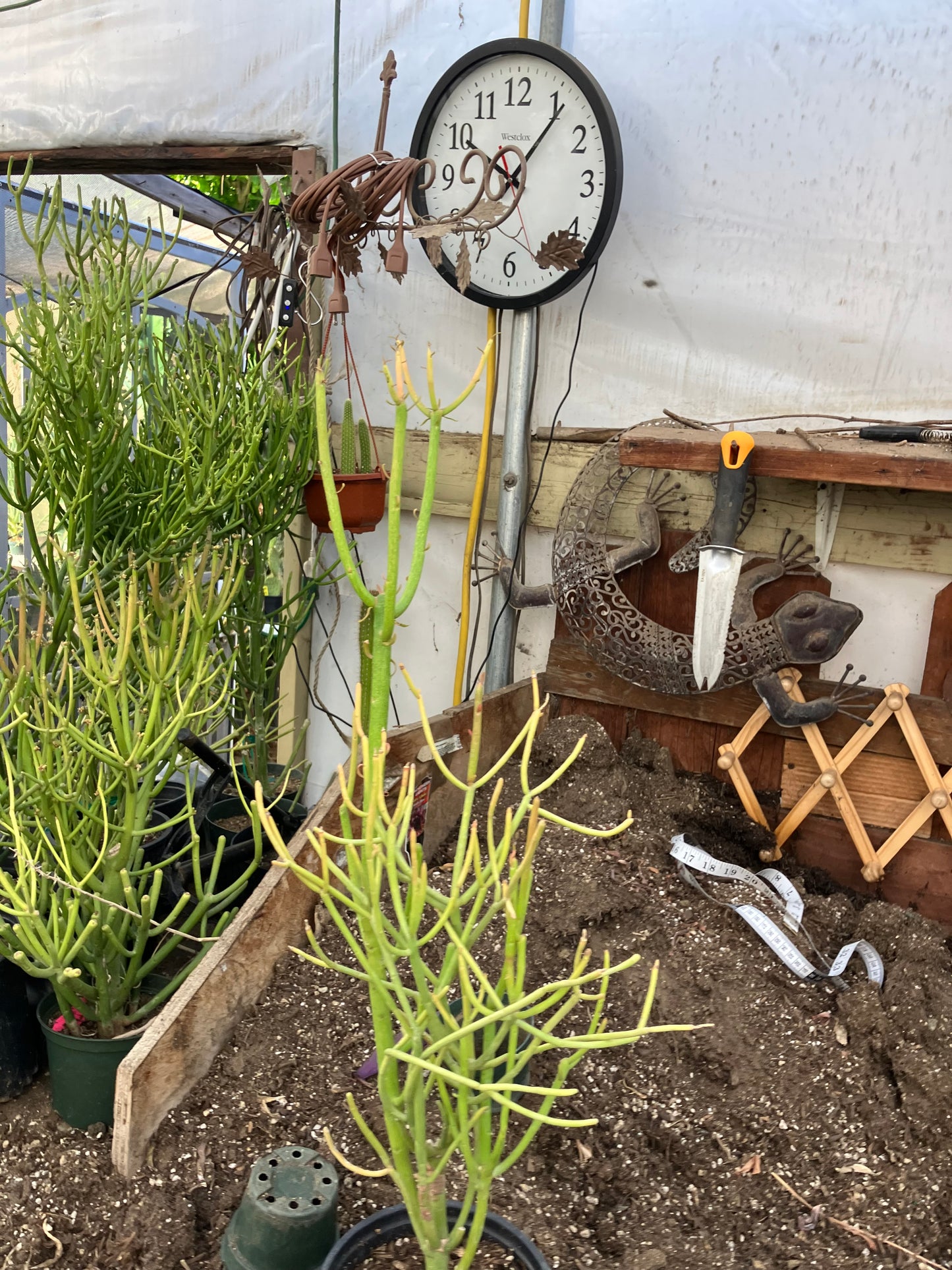 Euphorbia tirucalli Pencil Cactus/Succulent 27"Tall 12"Wide #10P