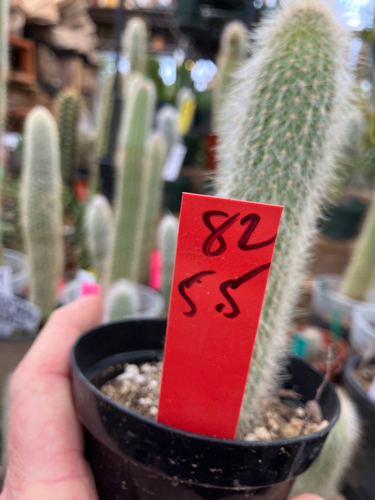 Cleistocactus tupizensis Silver Pole/Torch Cactus 5.5”Tall #82R