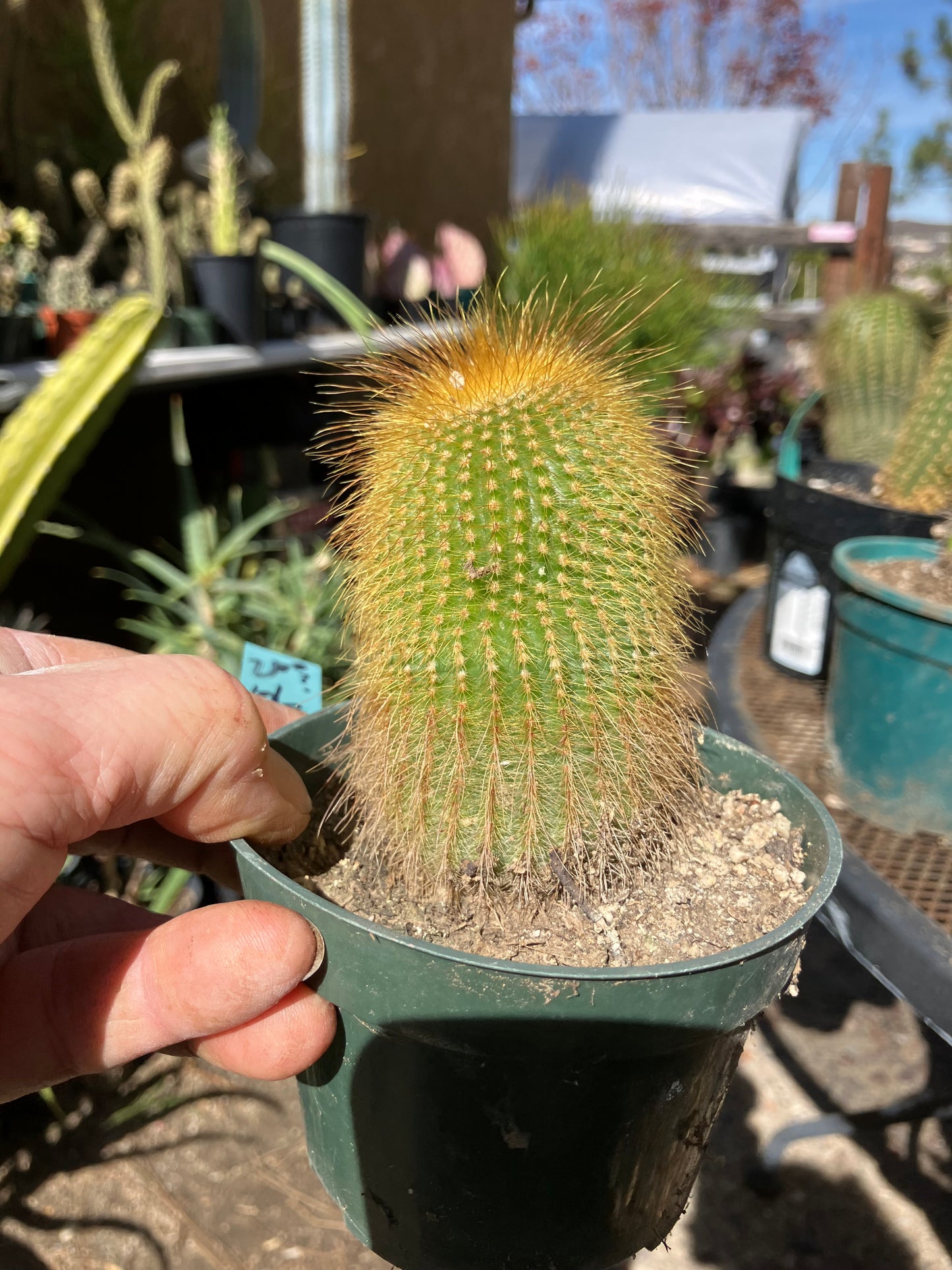 Notocactus leninghausii 4"Tall Cactus #200G