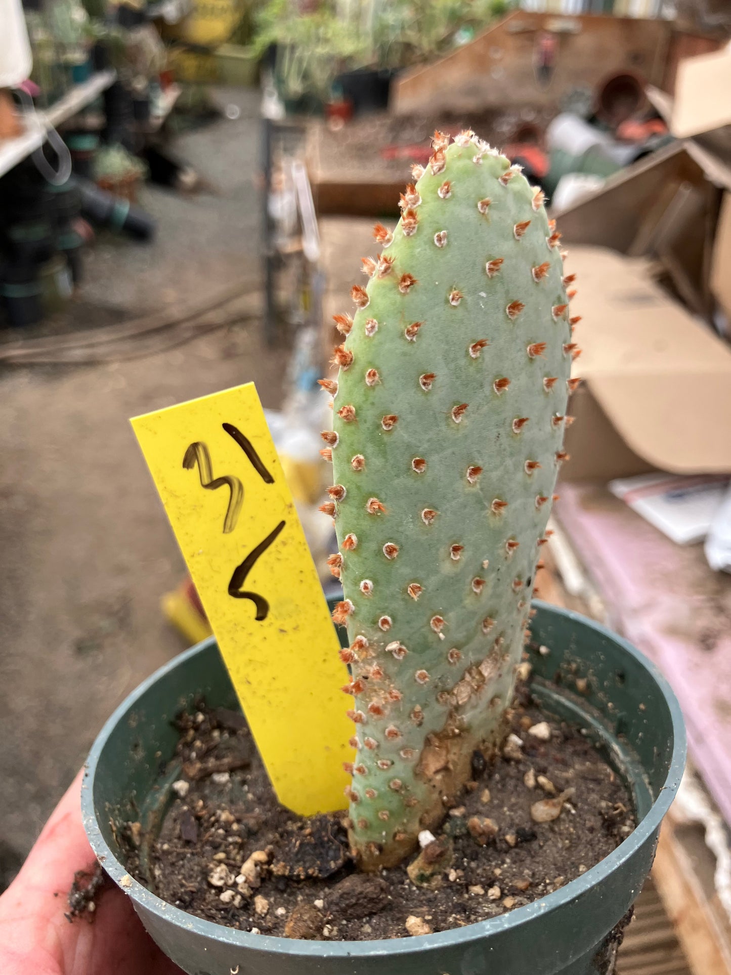 Opuntia Basilaris Beavertail Cactus 5"Tall #31Y