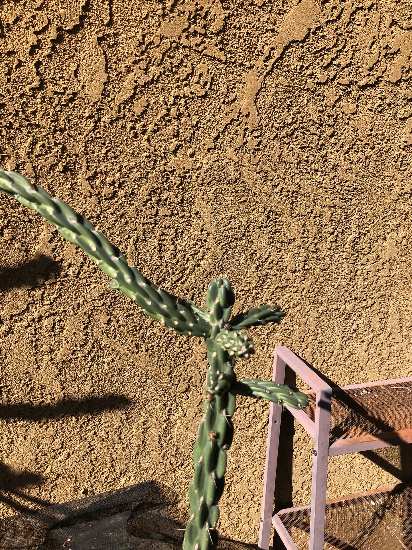 Cholla Cylindropuntia  Buckhorn 24”Tall #2W