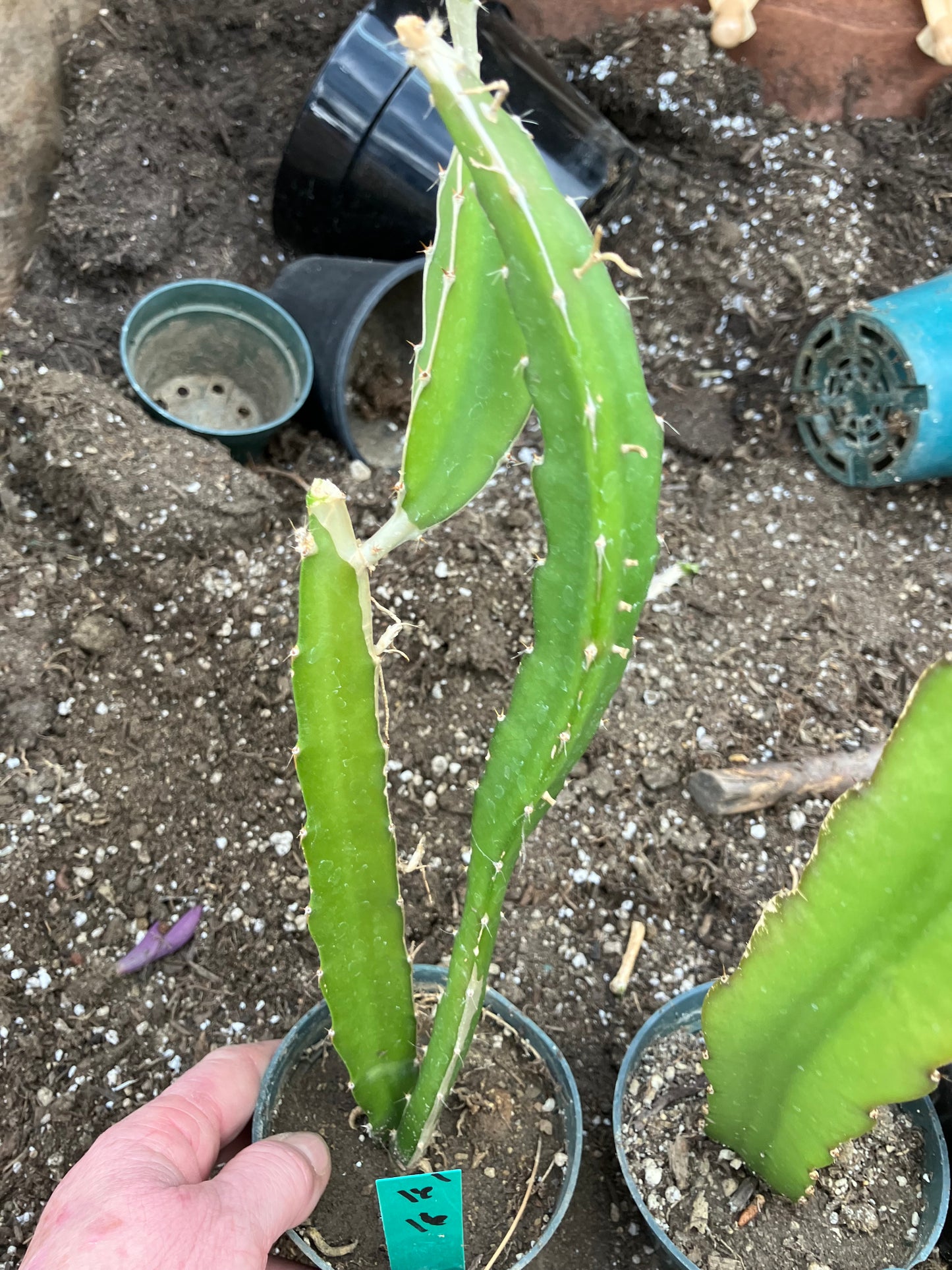 Dragon Fruit Plant Rooted Pitaya or Pitahaya 16" Tall #16G