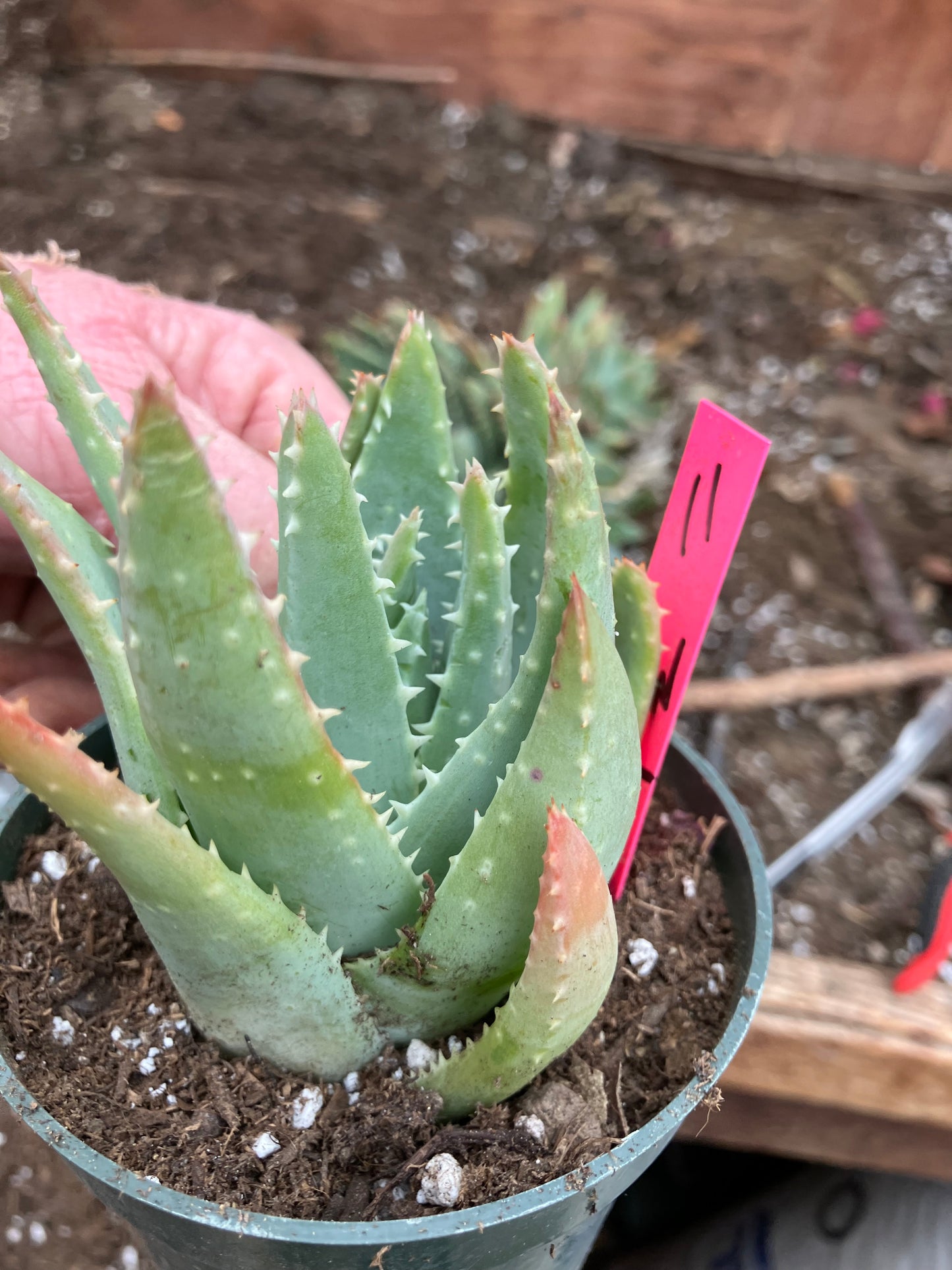 Aloe Brevifolia Short Leaf Aloe Succulent 3.5"W 3.5"Tall #11P