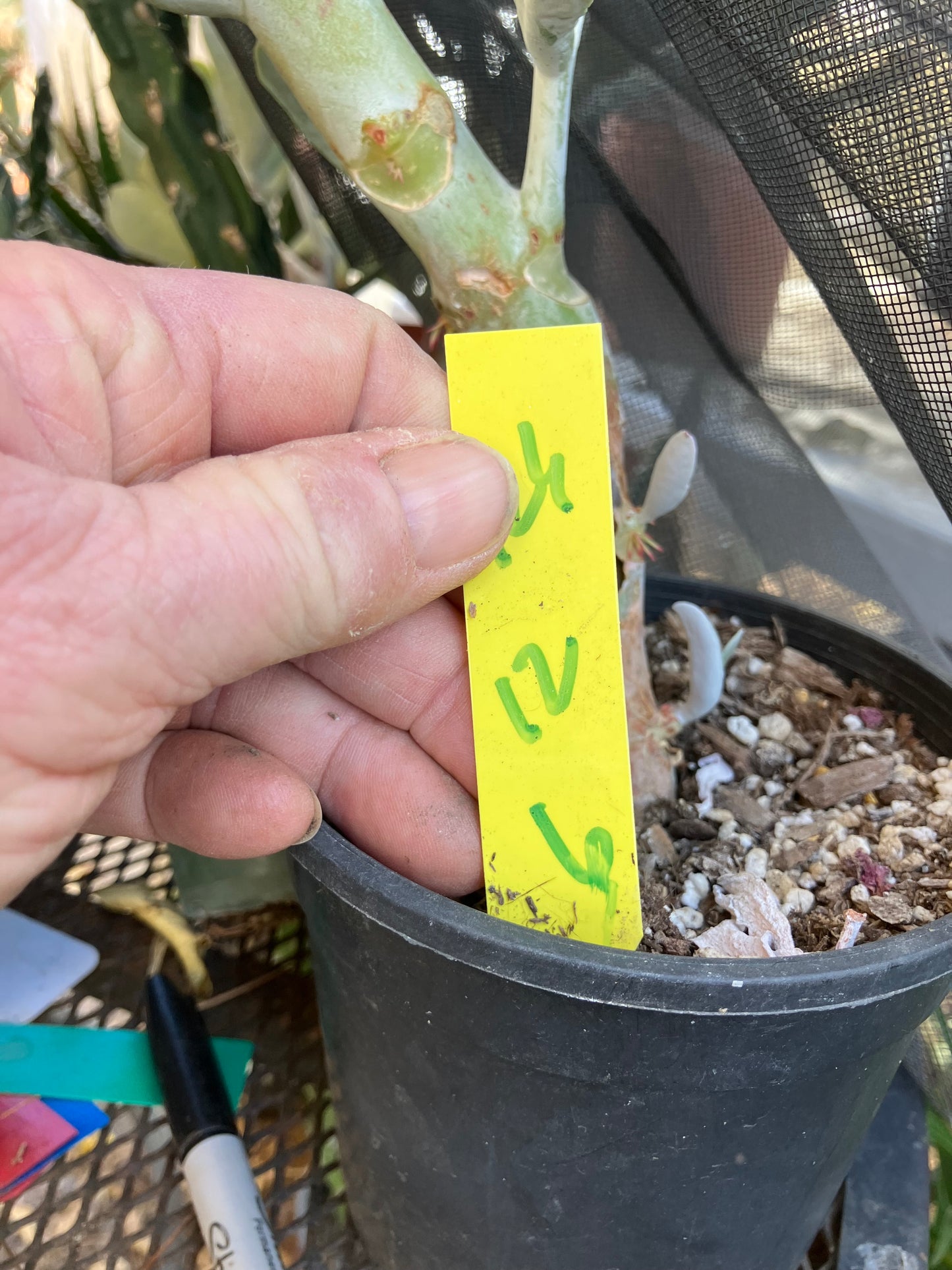 Cotyledon Silver Waves Succulent 12"Tall #126Y