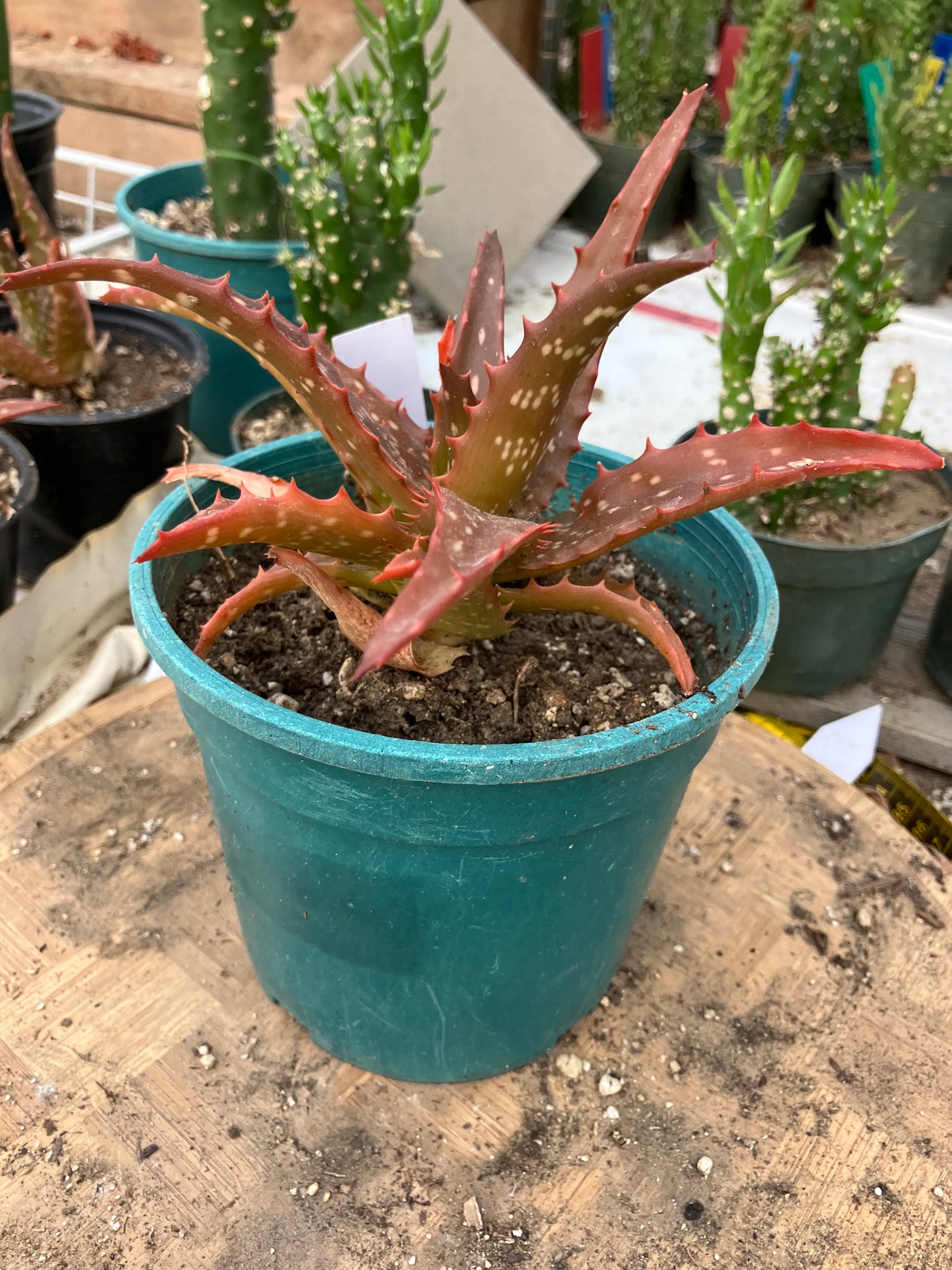Aloe Hybrid Night Sky Reddens with Extreme temps 6"Wide This Exact Plant #415W