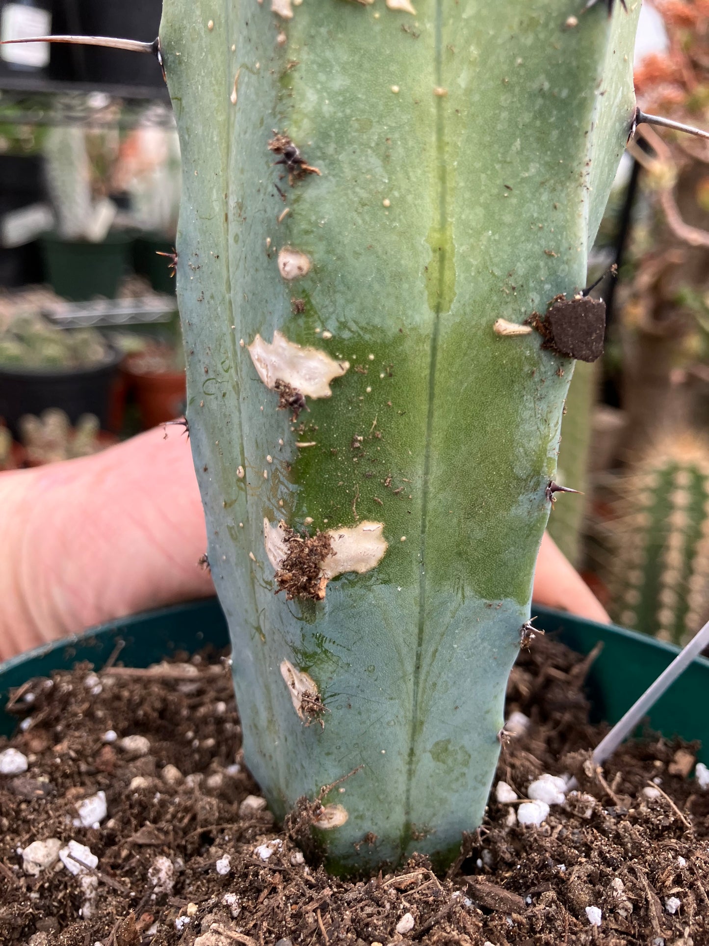 Myrtillocactus cochal Candelabra Cactus 8"Tall 2.5" Wide #5W