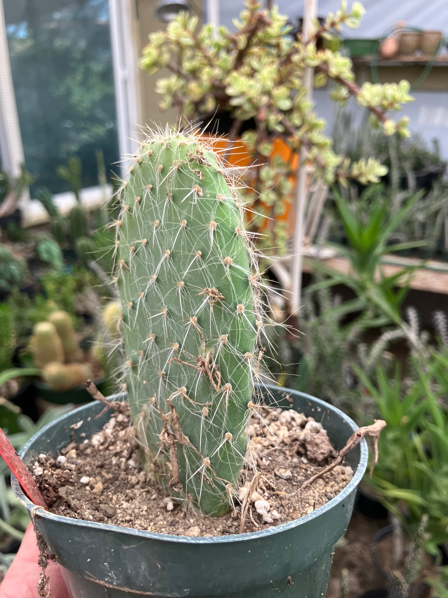 Opuntia pailana "White Thorned" 4.5"Tall #245R