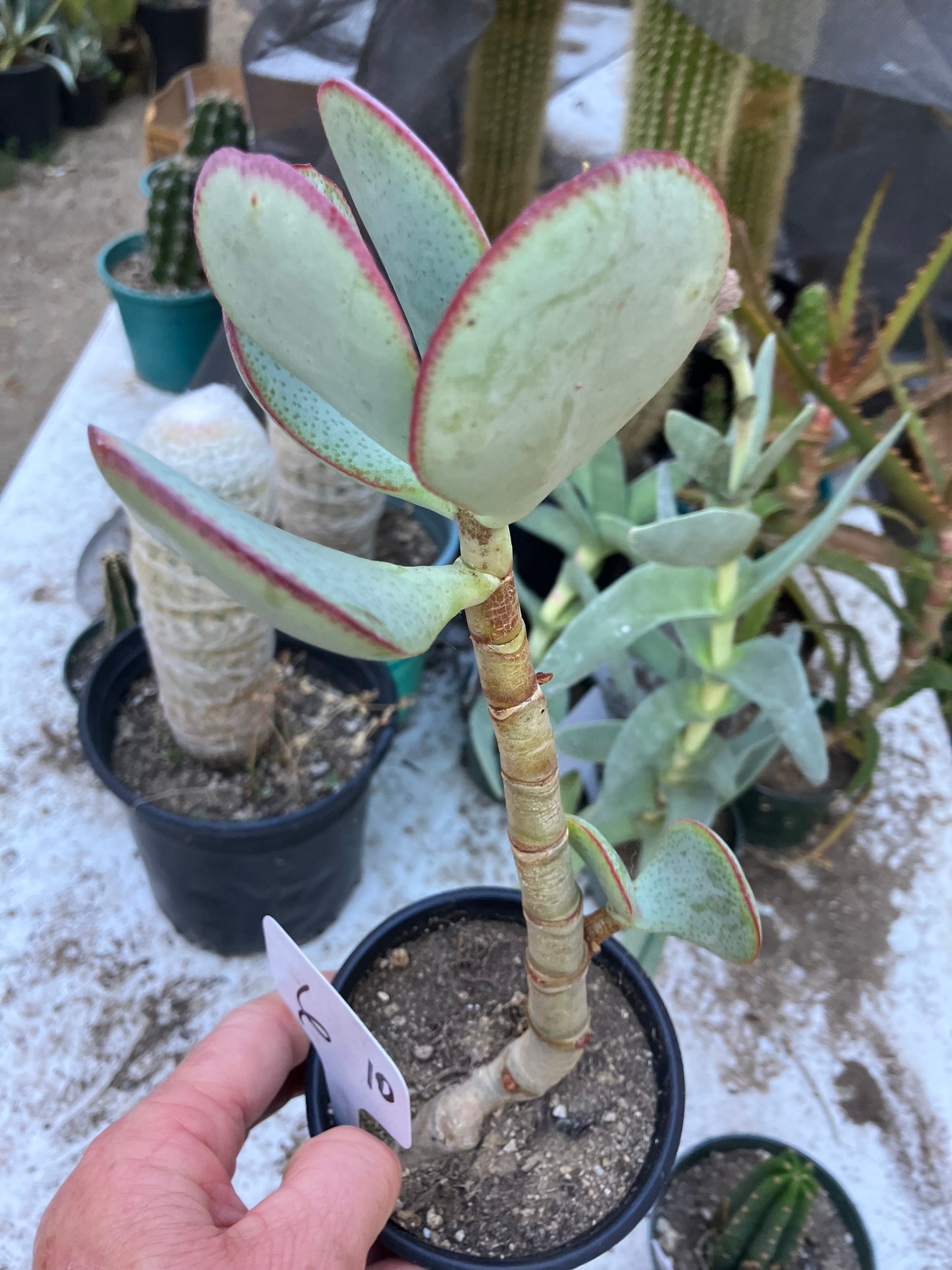 Crassula arborescens Silver Dollar 10”Tall #6W