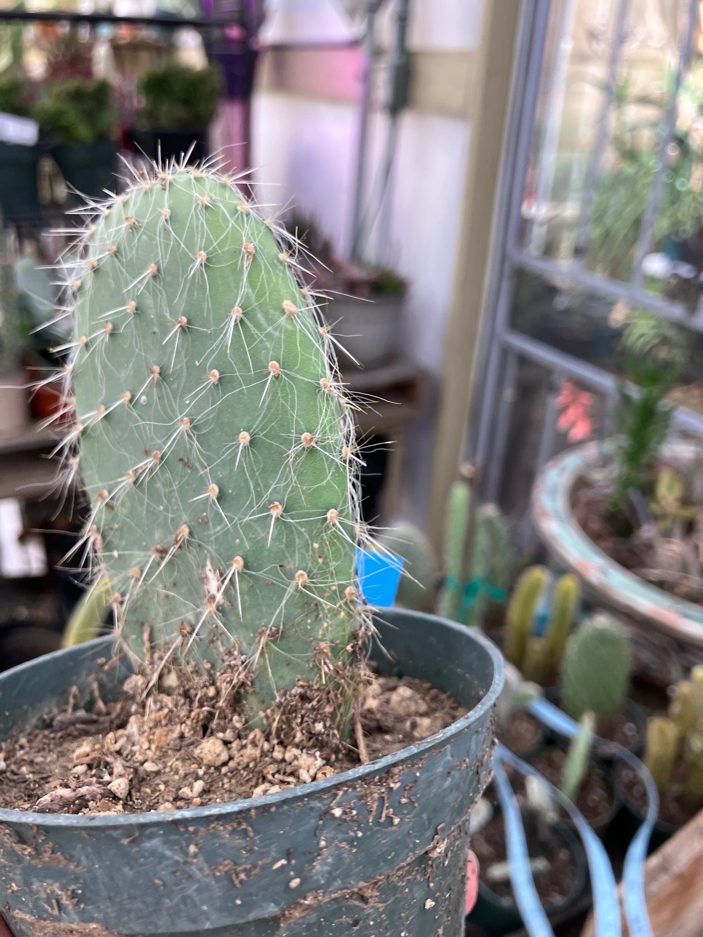 Opuntia pailana "White Thorned" Prickly Pear 4"Tall #11B