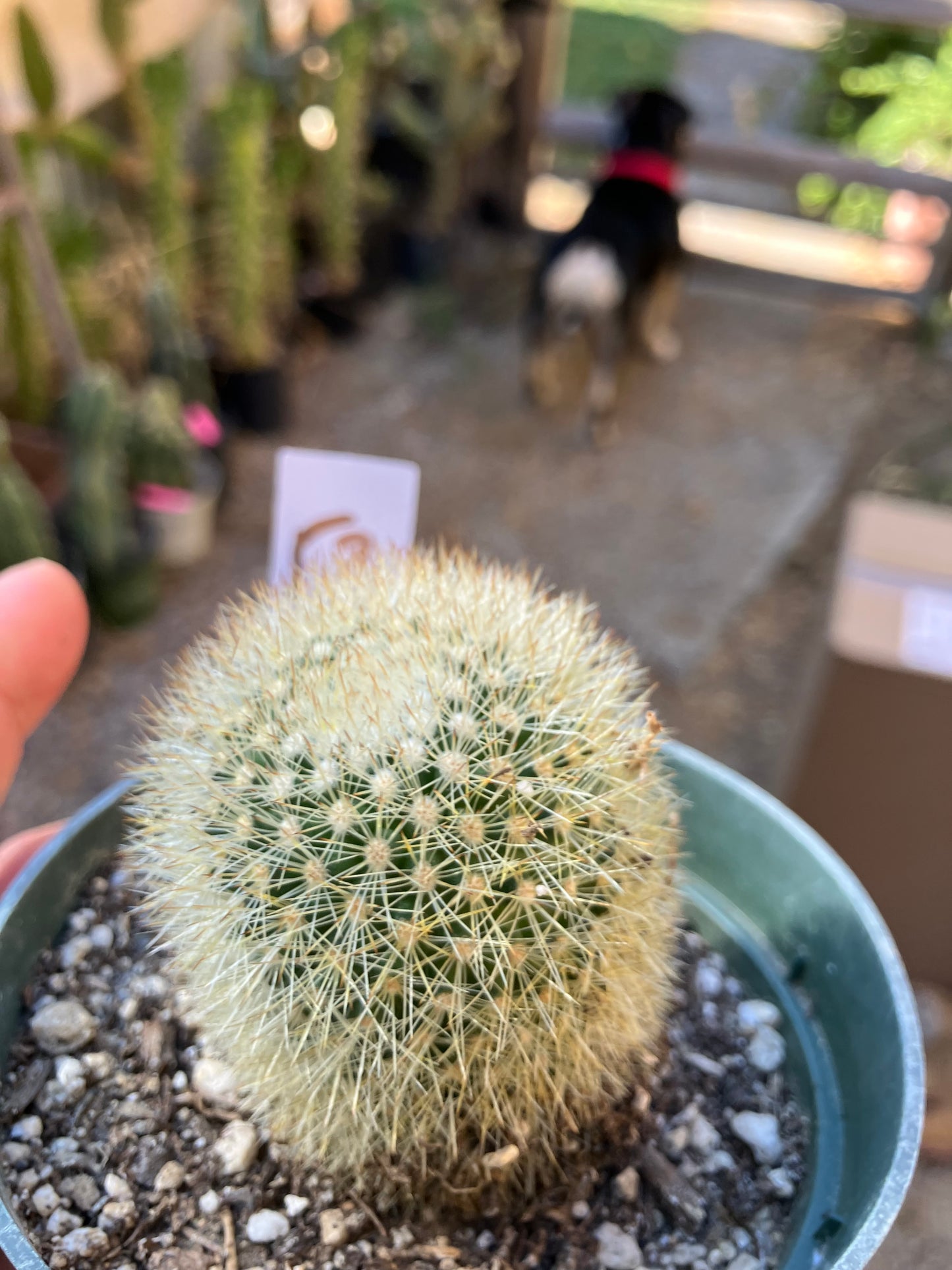 Notocactus Parodia scopa Silver Ball/Snowball Cactus 2.5" Tall #52W