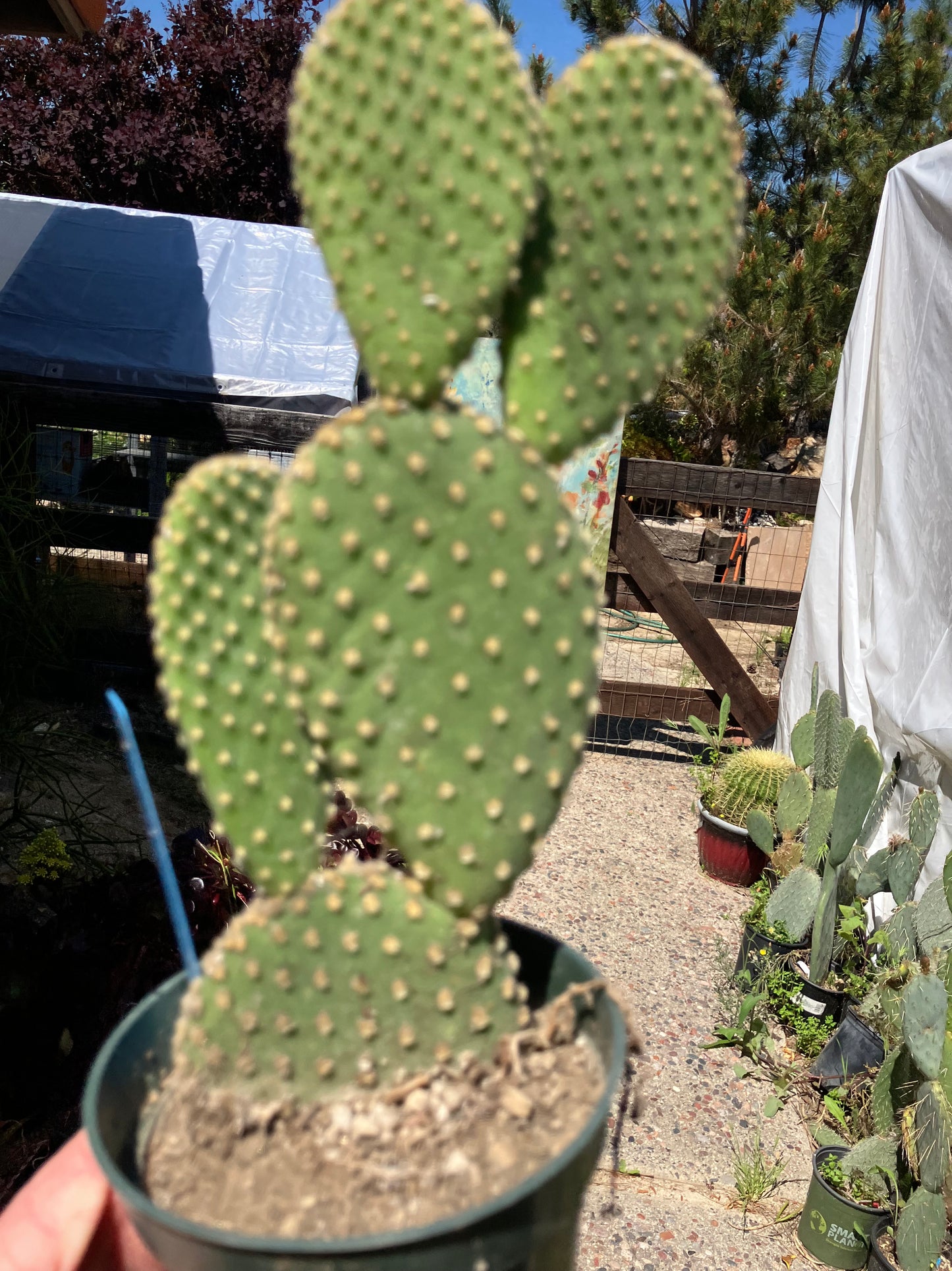Opuntia microdasys Off White Bunny 8"Tall #100B