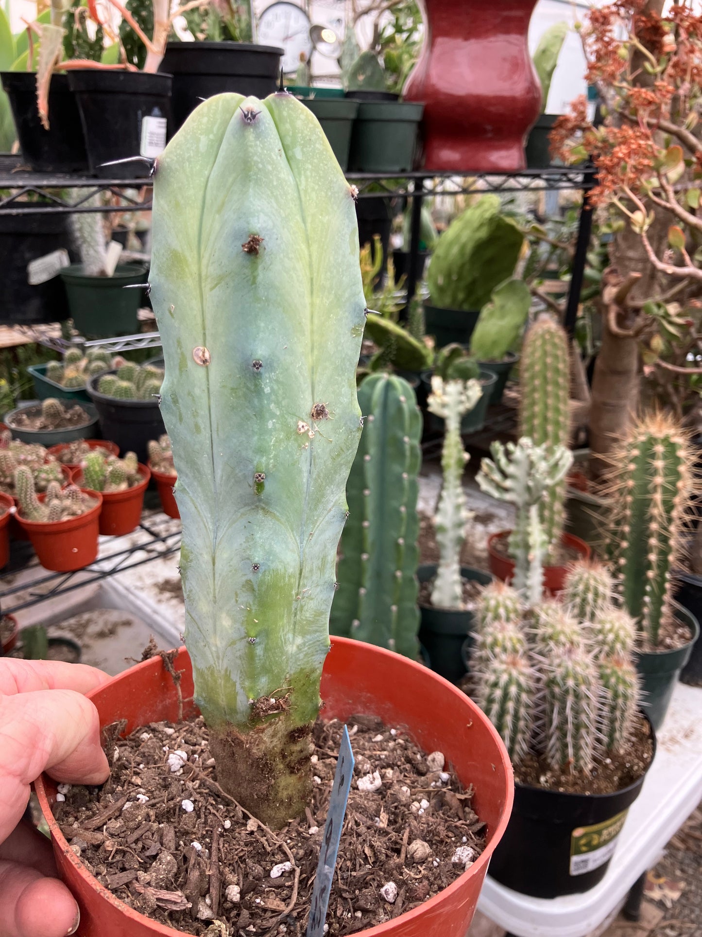 Myrtillocactus cochal Candelabra Cactus 9"Tall 2.5" Wide #6B